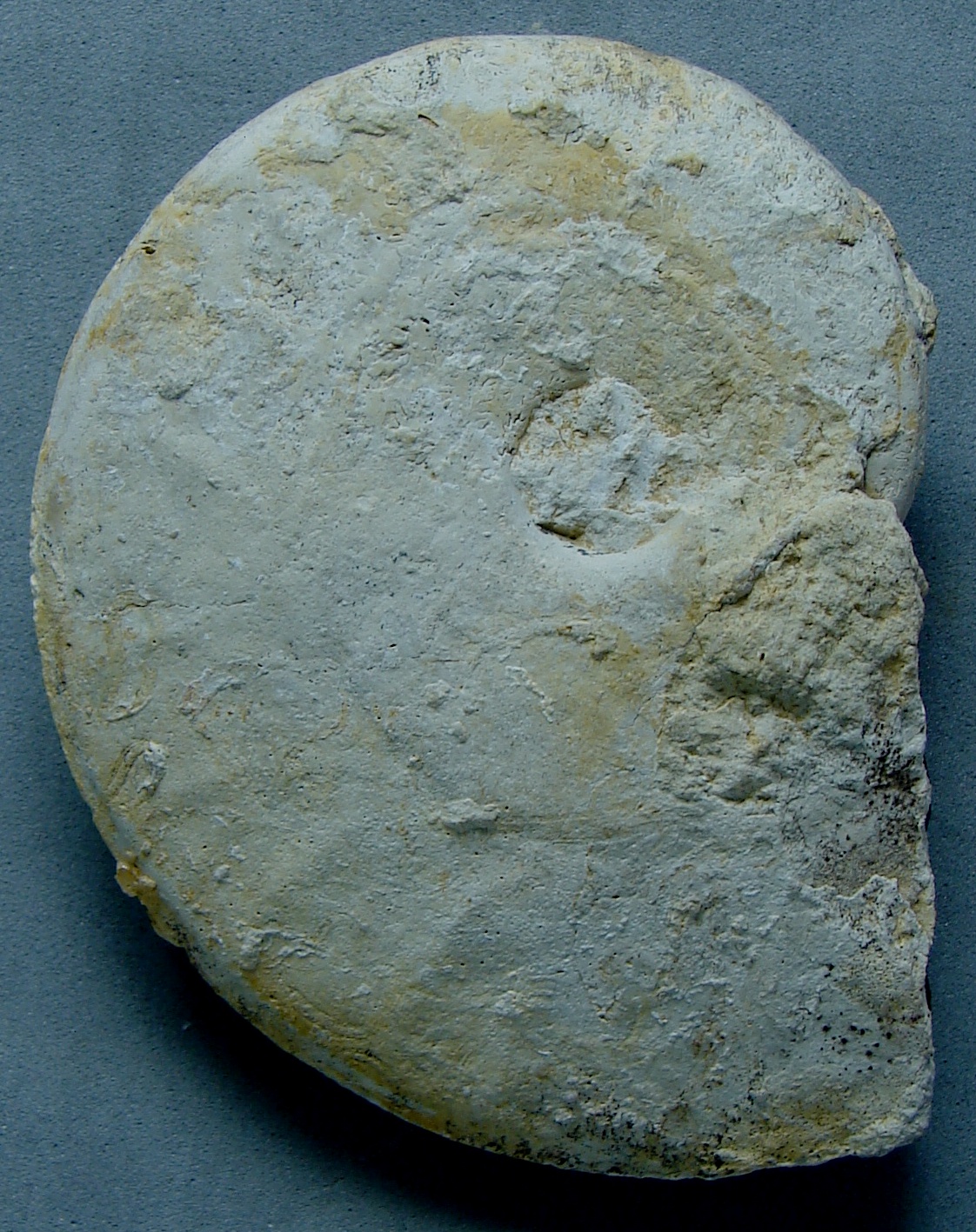 Ochetoceras (Ochetoceras) canaliculatum