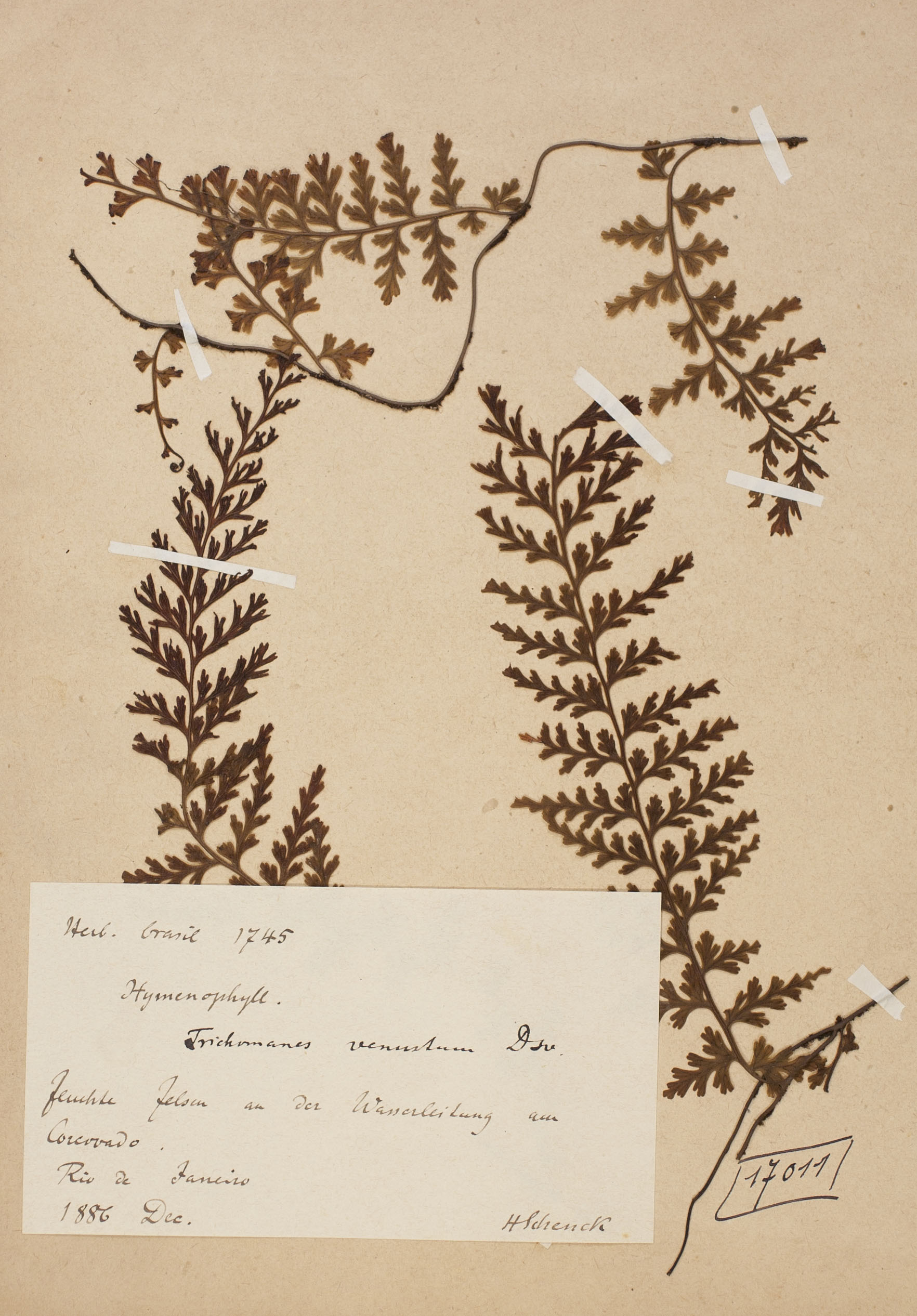 Trichomanes venustum
