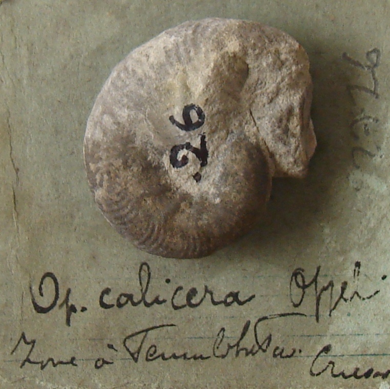 Taramelliceras (Taramelliceras) callicerum