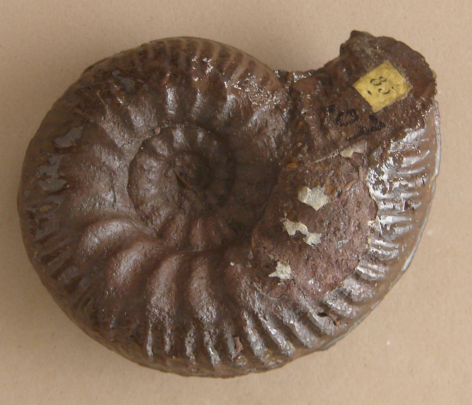 Bredyia
