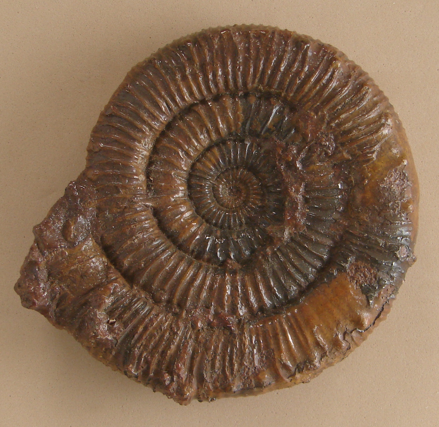 Peronoceras