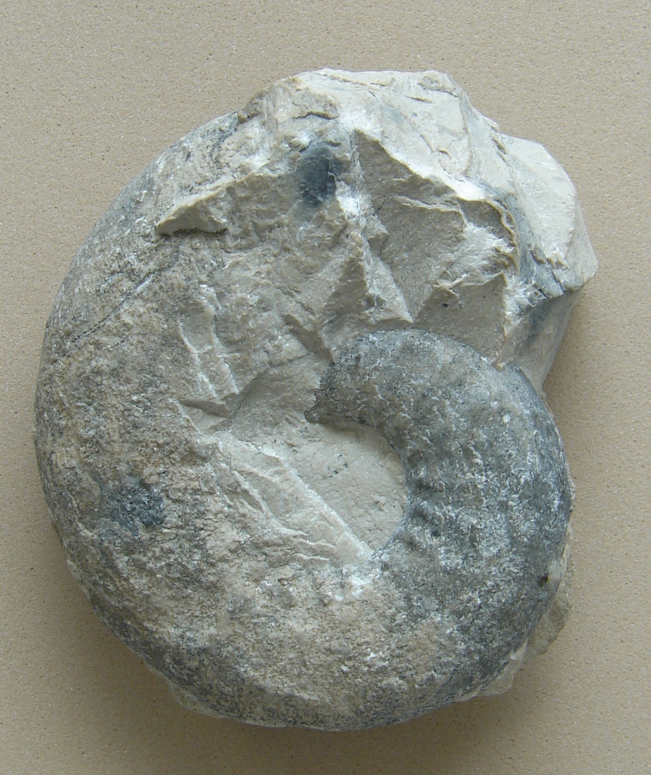 Streblites frotho
