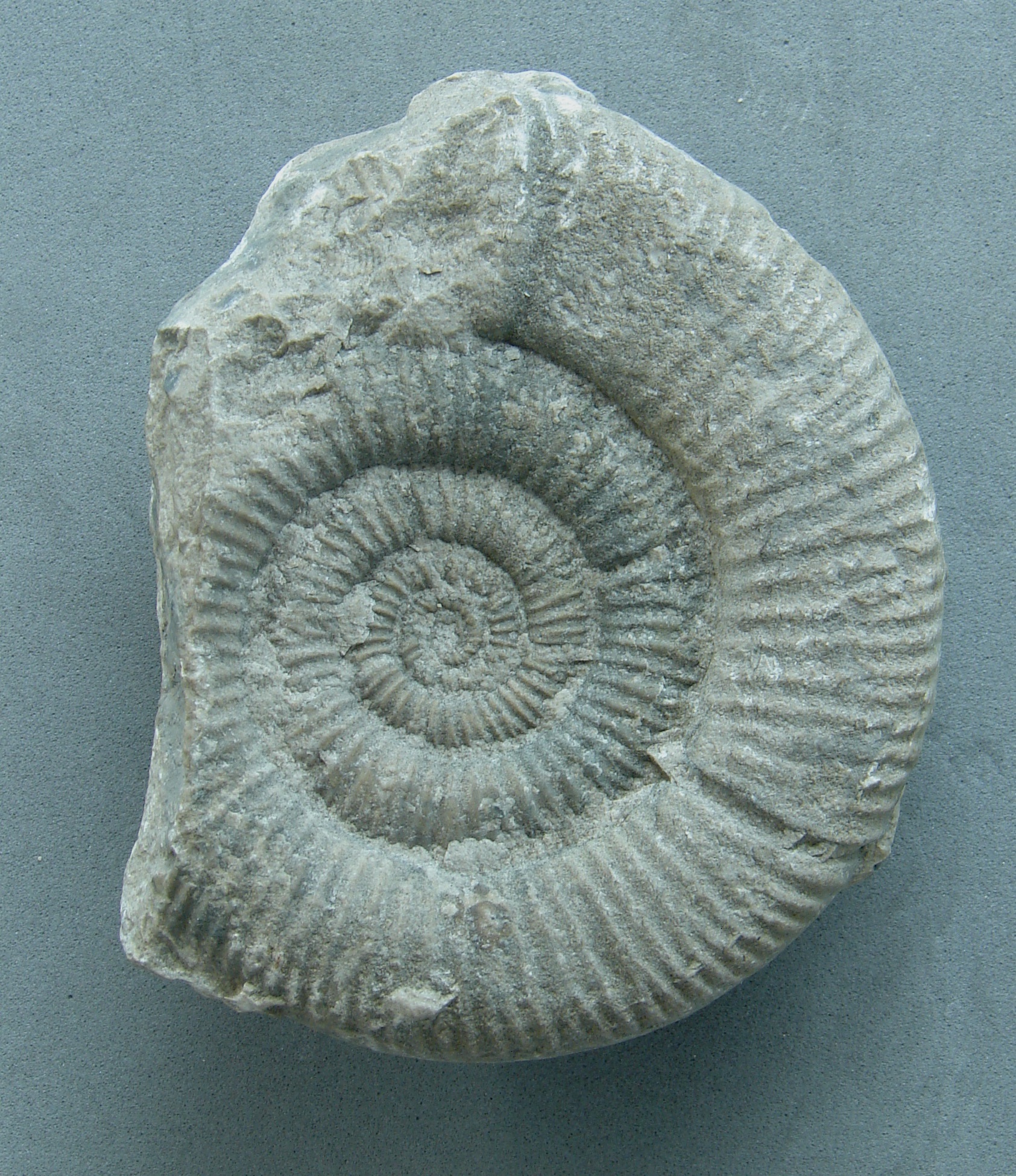 Nebrodites