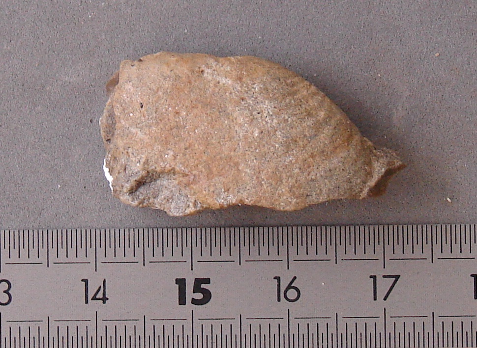 Plectomya