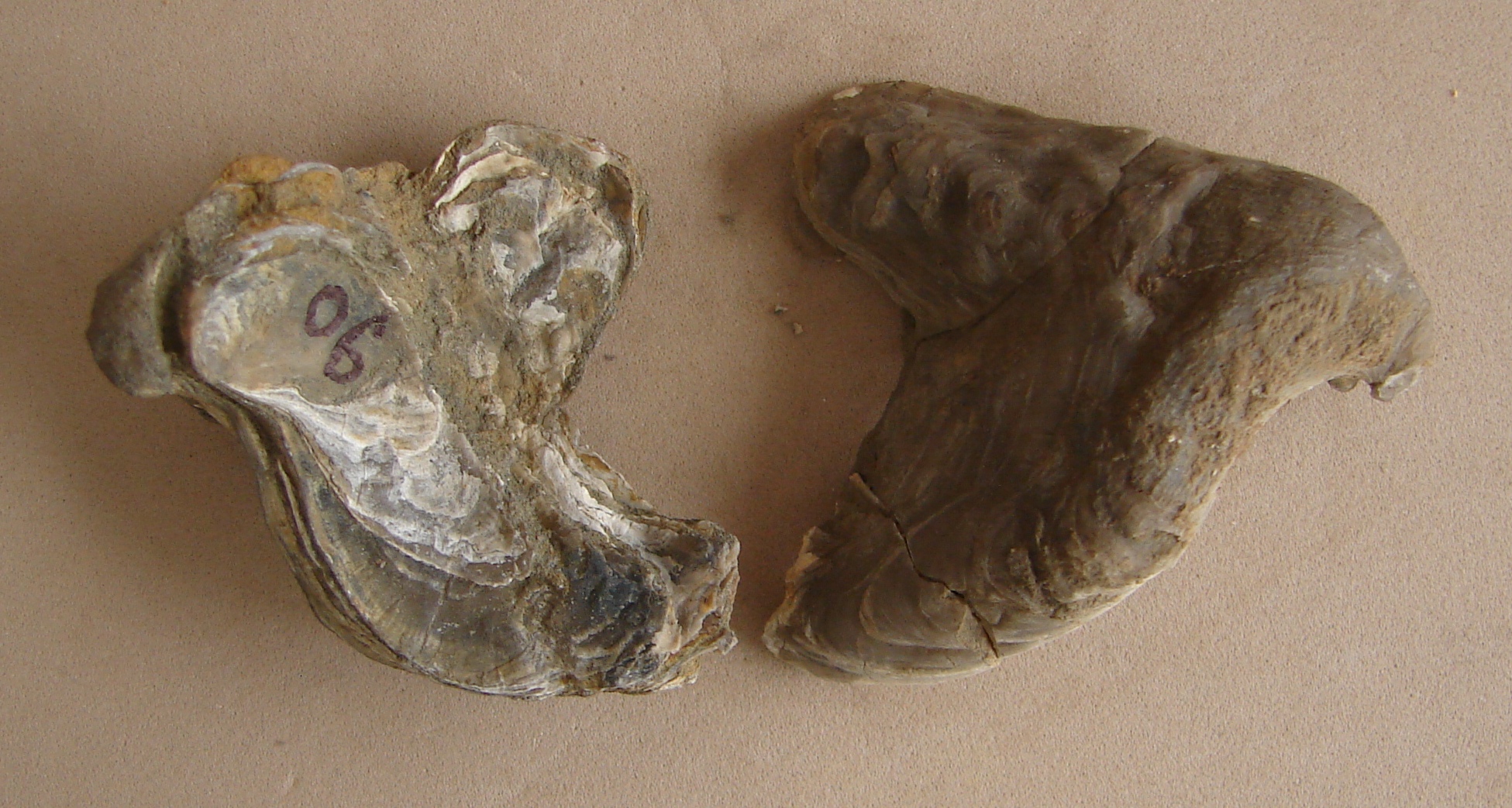 Nanogyra (Palaeogyra) virgula