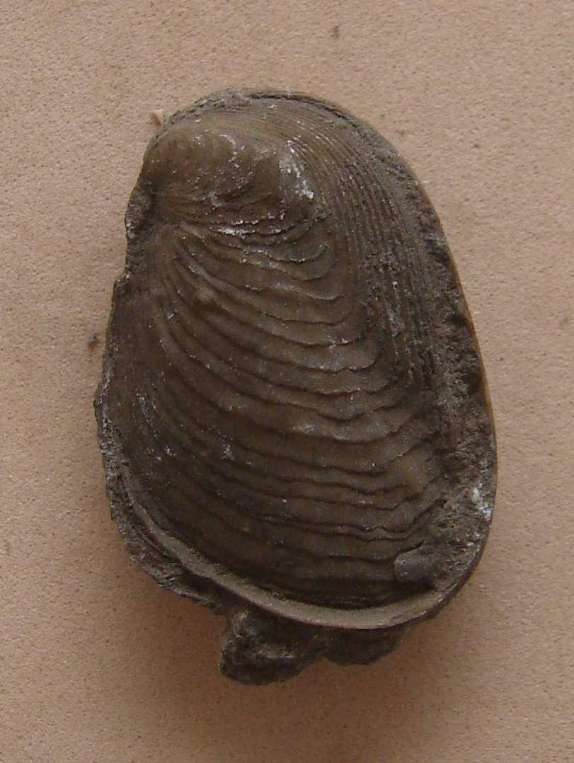 A picture published with the record for Nanogyra (Nanogyra) nana.