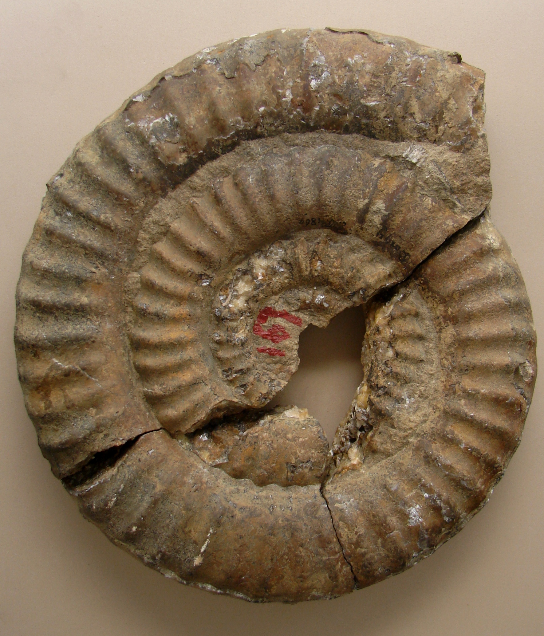Peltoceratoides (Parawedekindia) arduennensis