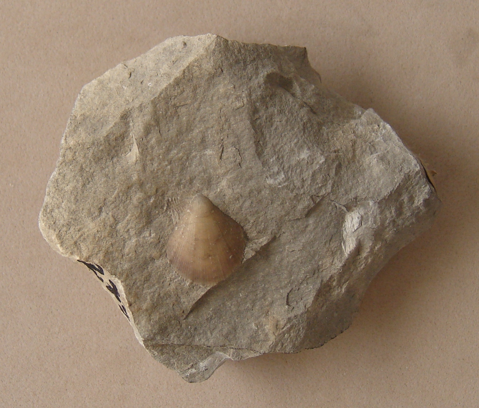 Radulopecten