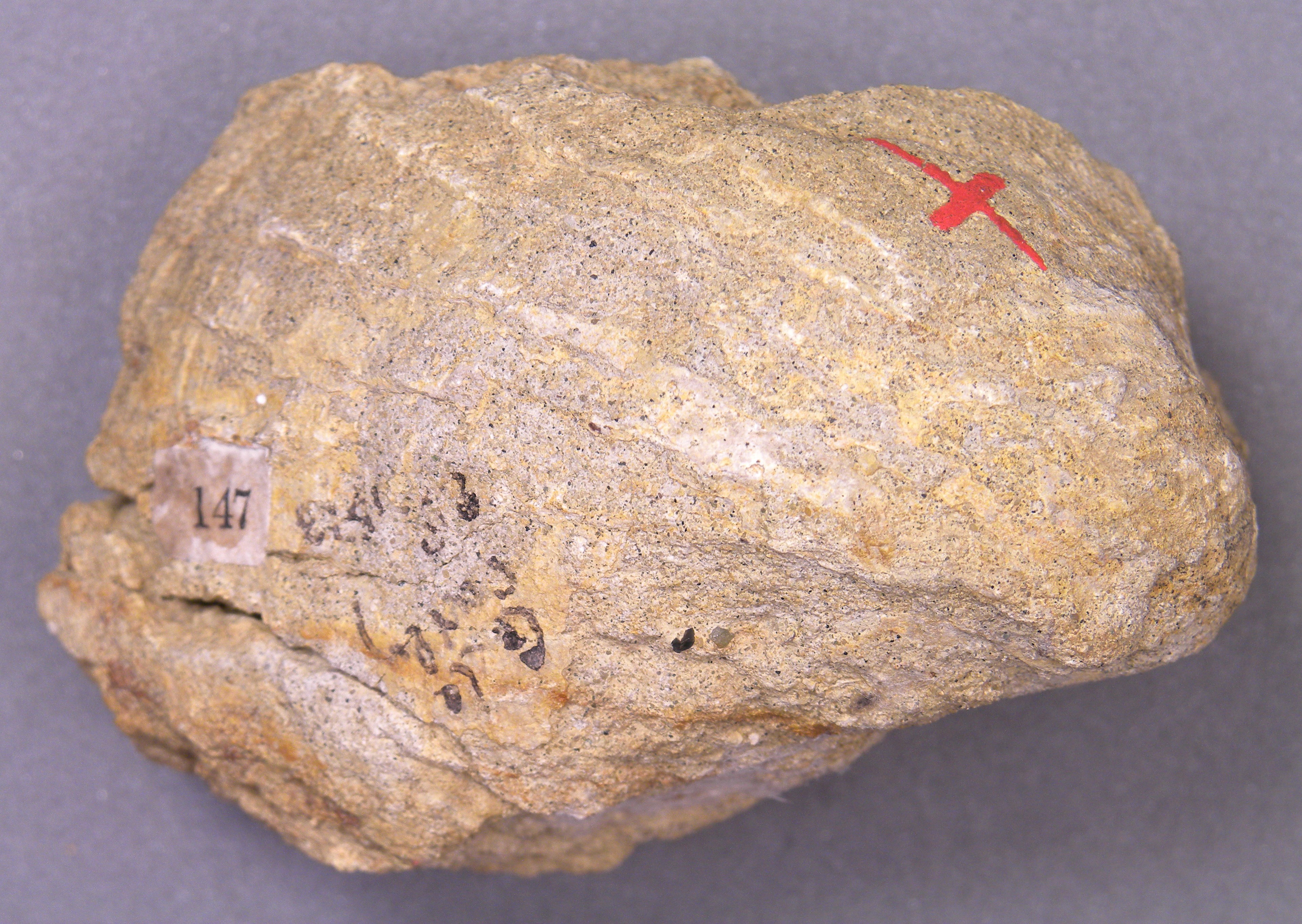 Cardium protei (Brongniart, 1821), a relative of Pholadomya (Bucardiomya) — not Pholadomya (Bucardiomya) itself