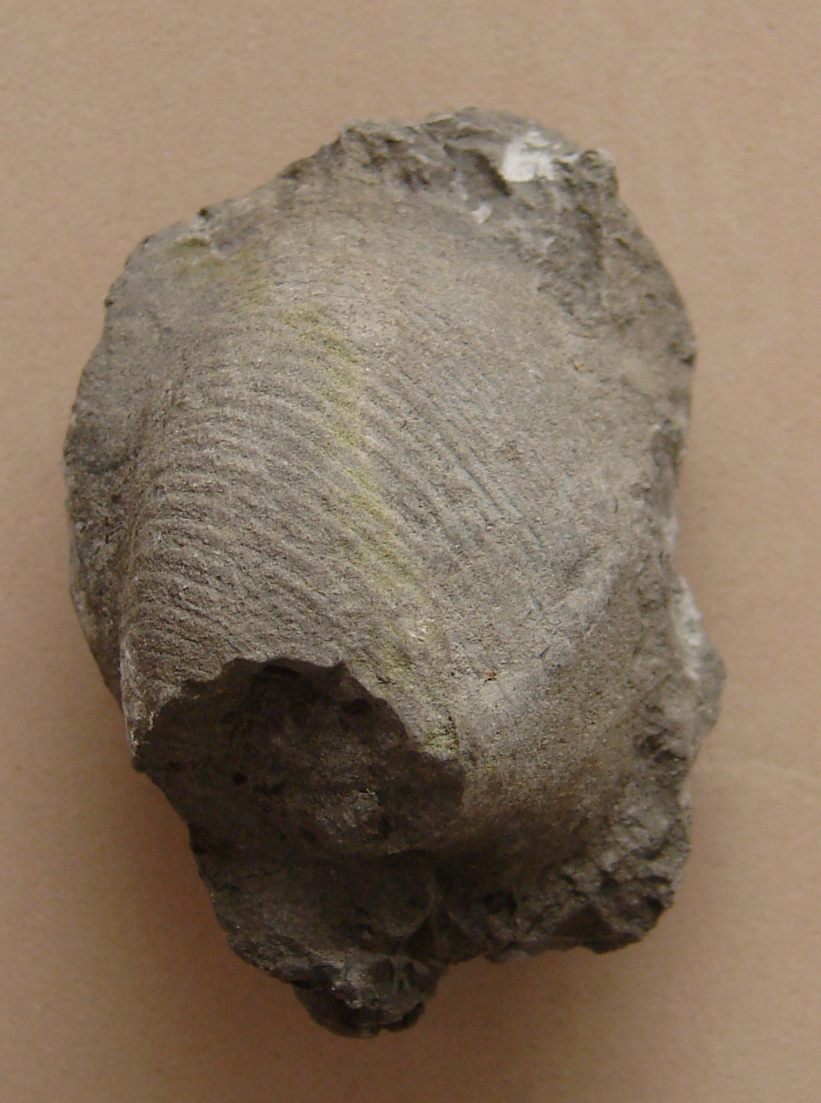 Cornucardia
