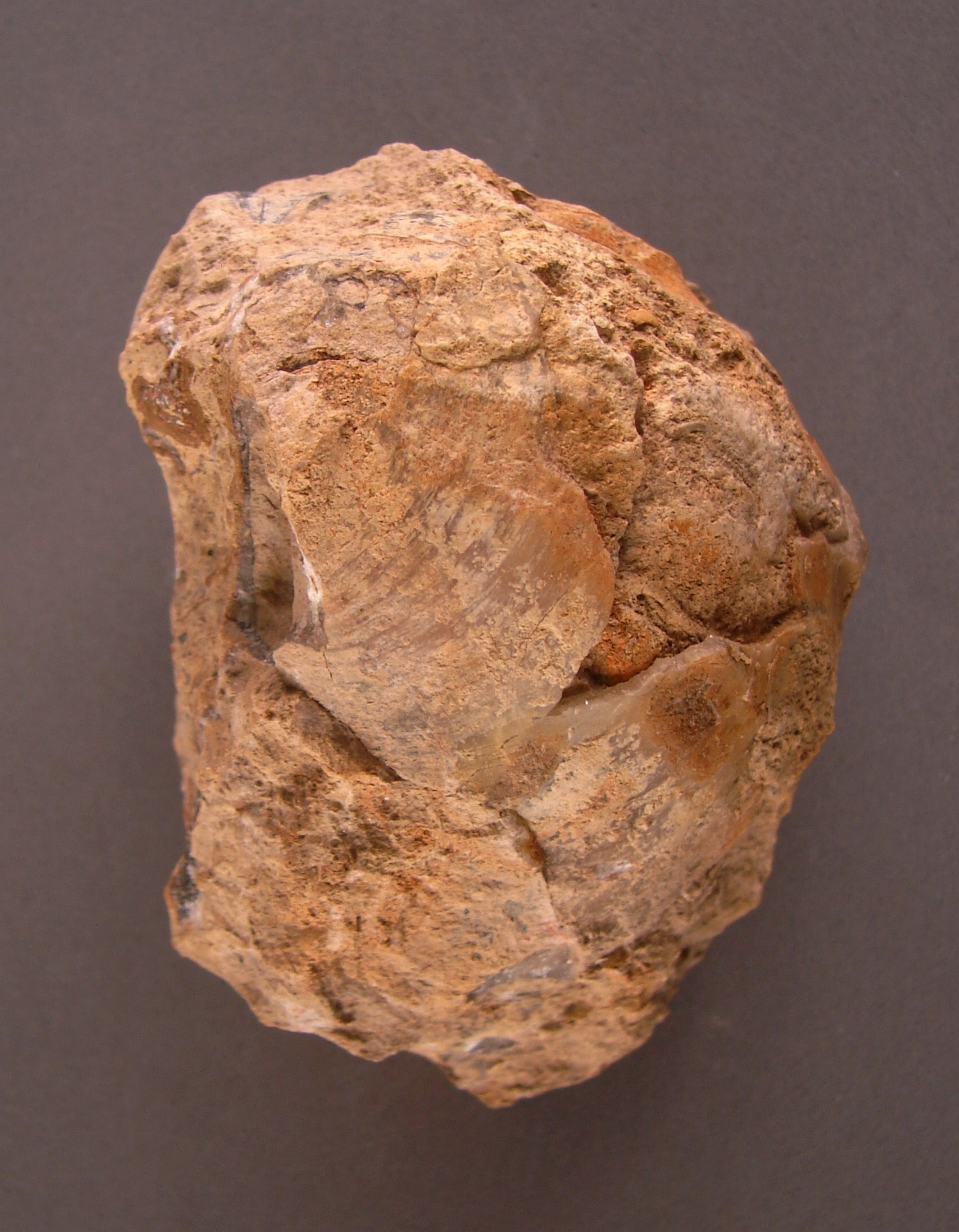 Pholadomya protei (Brongniart, 1821), a relative of Pholadomya (Bucardiomya) protei — not Pholadomya (Bucardiomya) protei itself