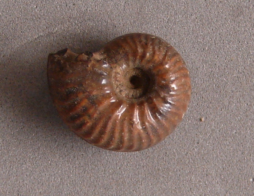 Calliphylloceras nilssoni