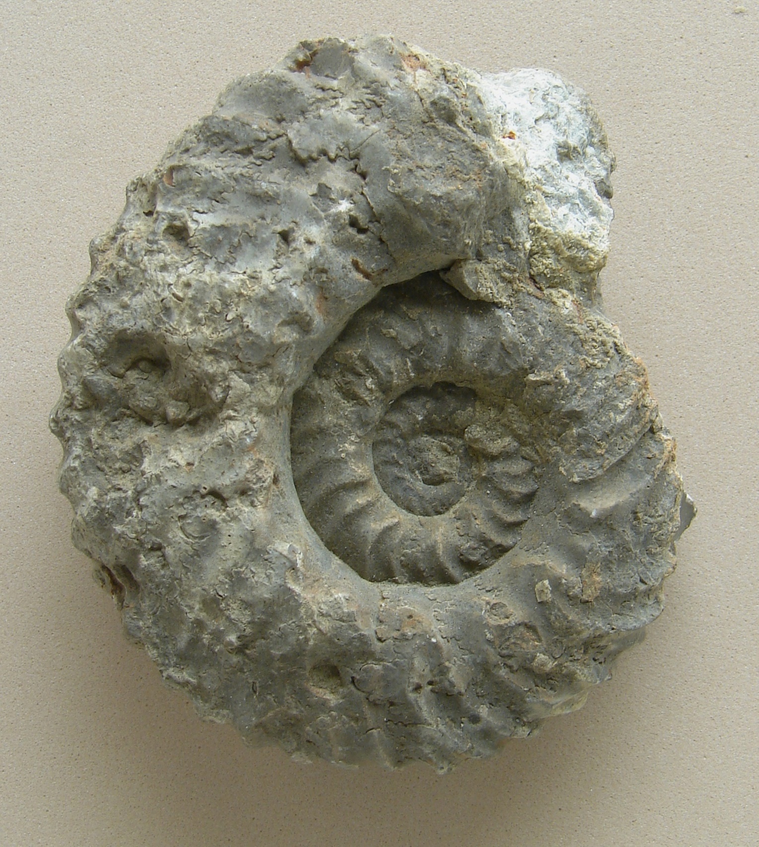 Gregoryceras transversarium