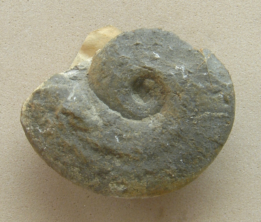 Glochiceras (Lingulaticeras) fialar