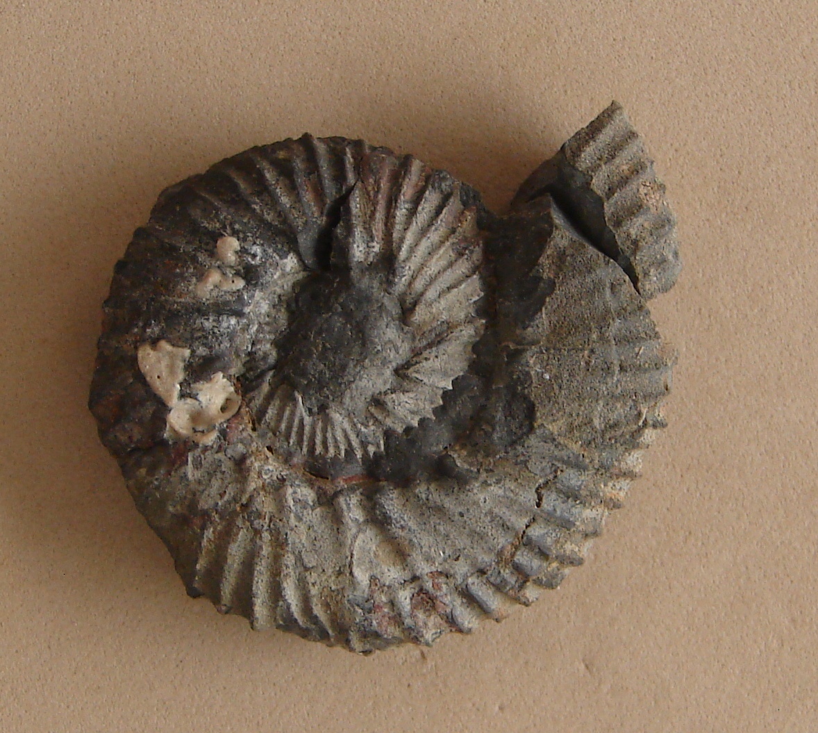 Hauericeras sulcatum