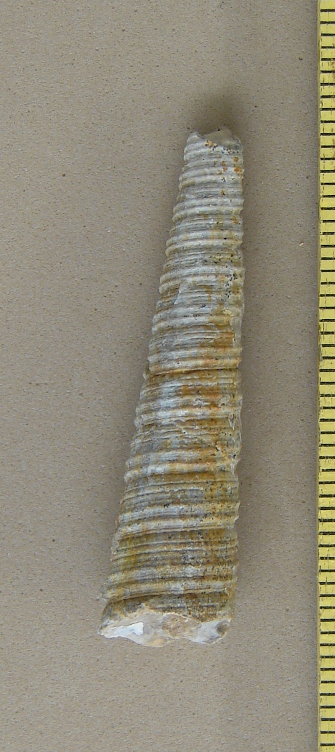 Gordenella