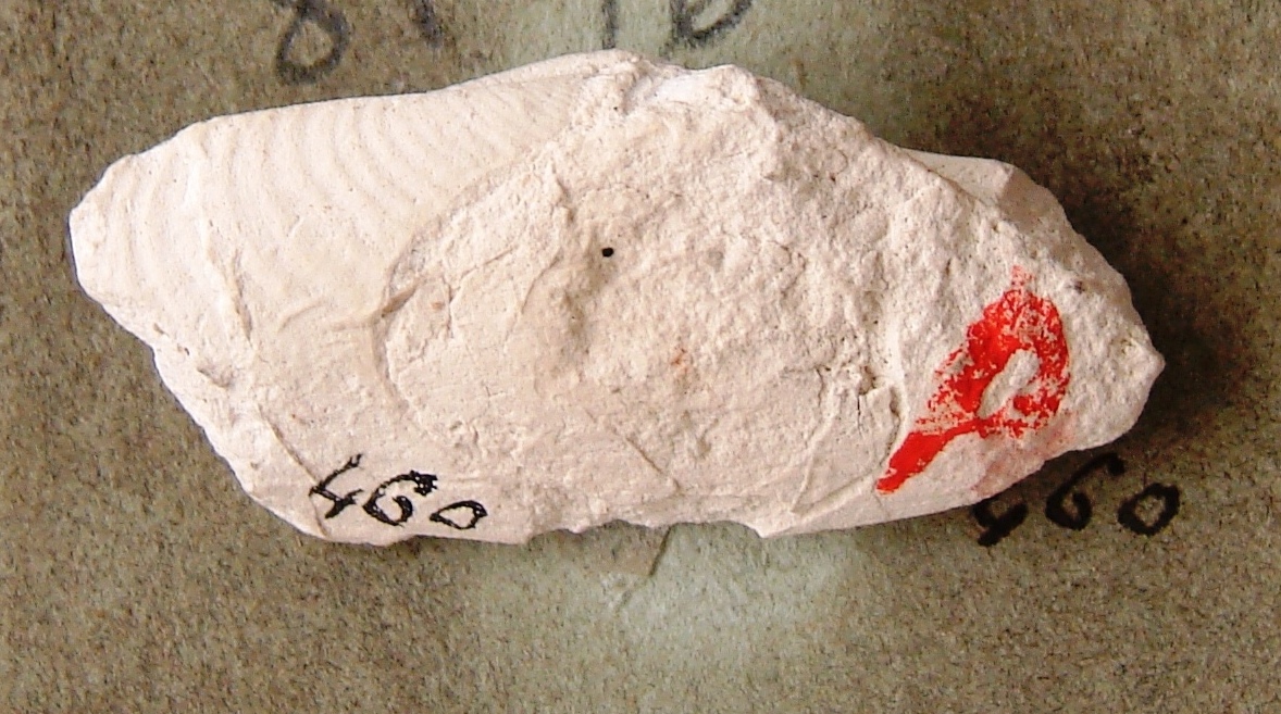 Cercomya