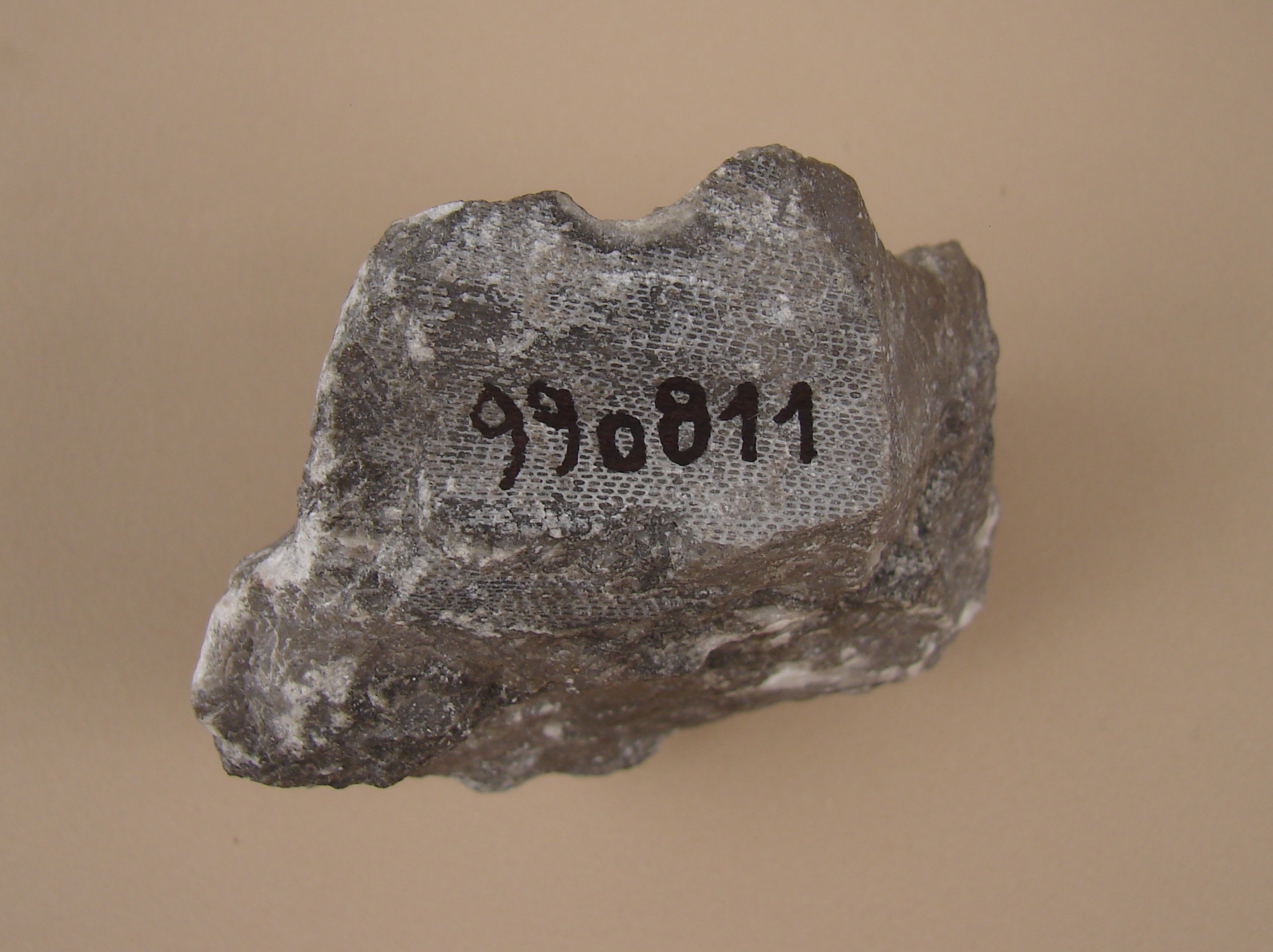 Fenestella plebeja