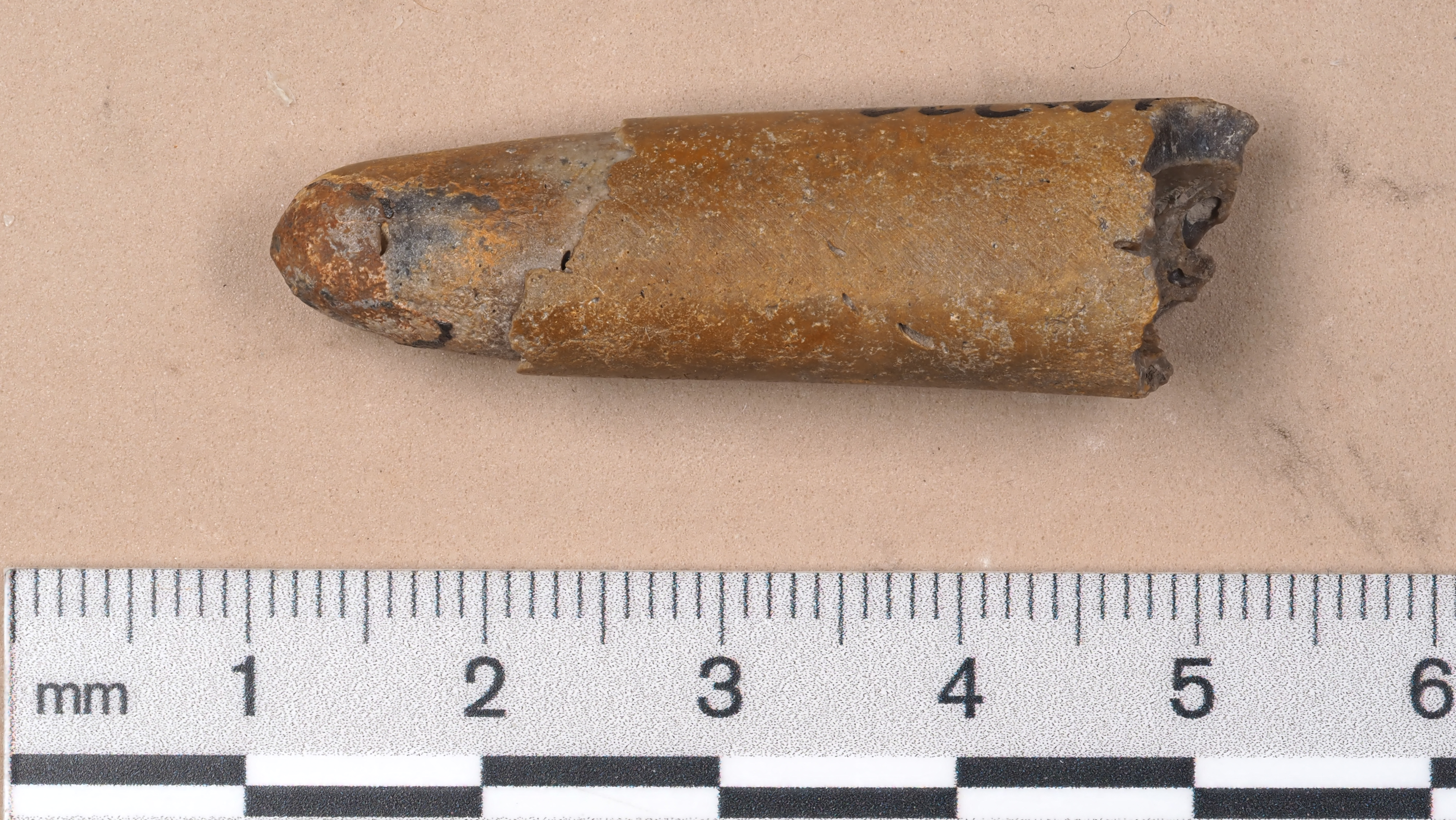 Dactyloteuthis semistriata
