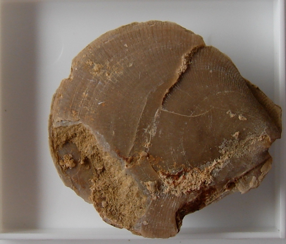 A picture published with the record for Camptonectes (Camptonectes).