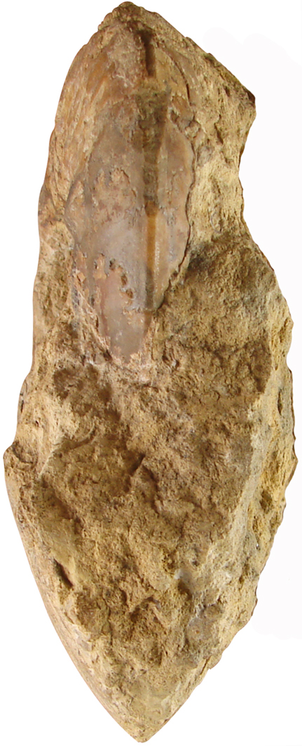 Shirbuirnia