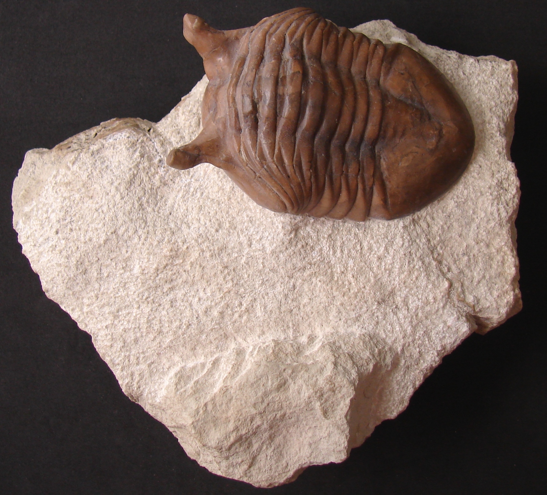 Neoasaphus ludibundus