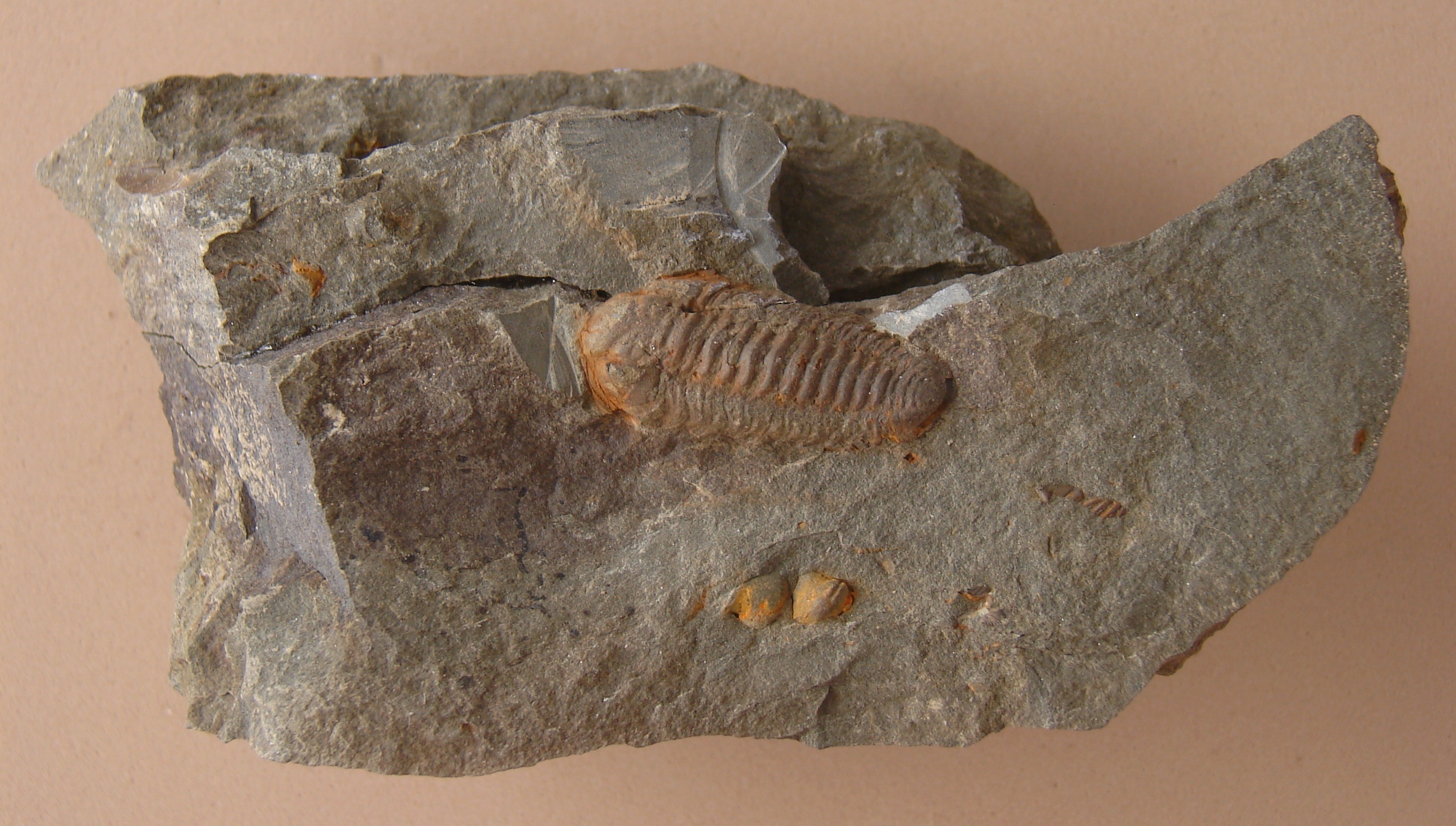 Acastoides hollardi