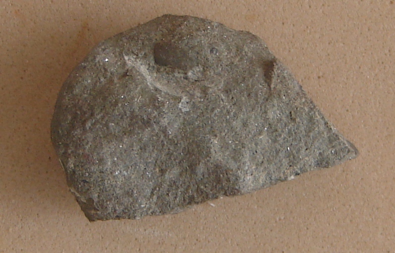 Leperditia elongata