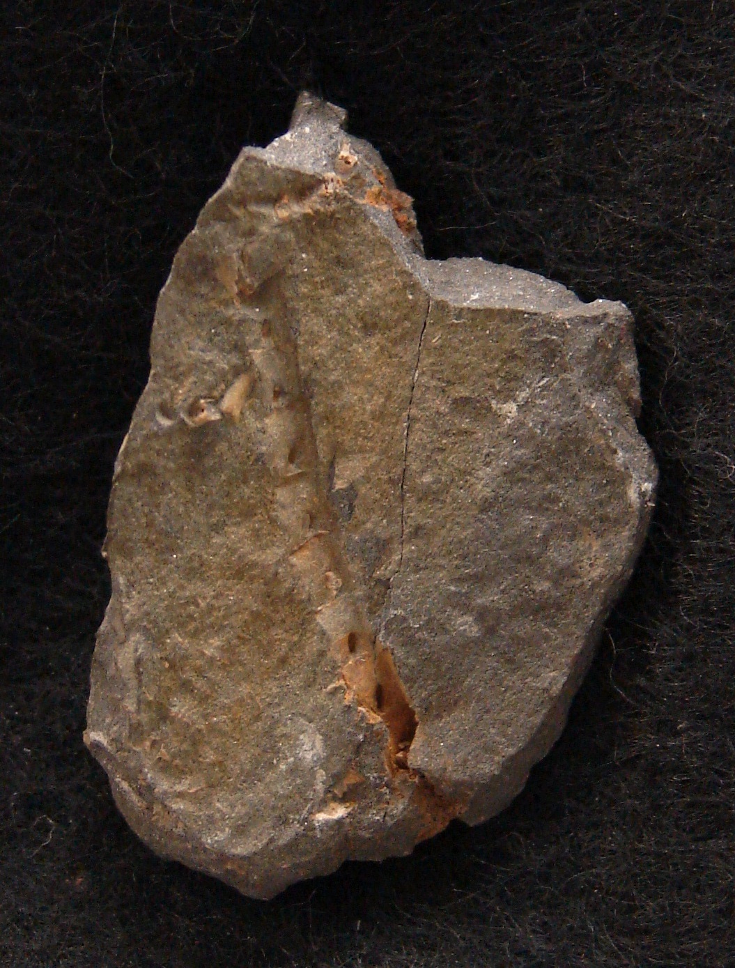 Gastrocrinus