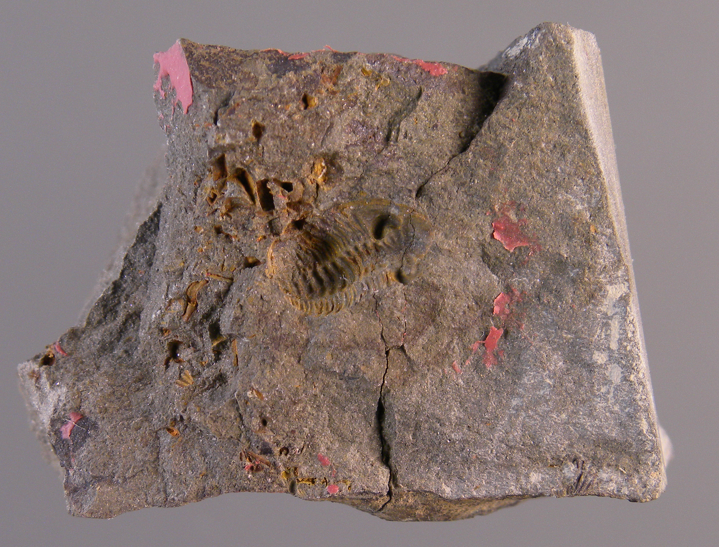 Acastellina