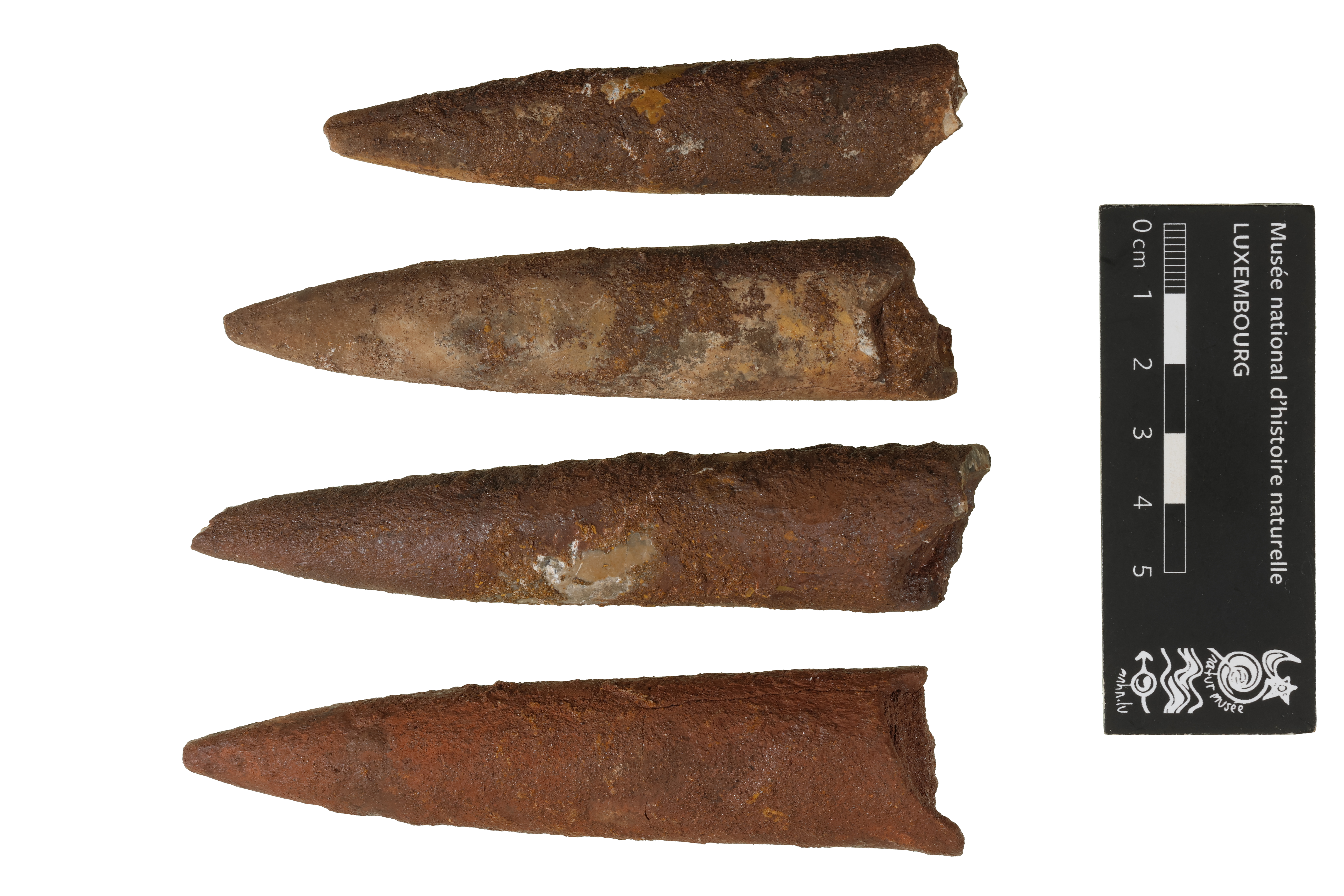 Megateuthis Hilgendorf, 1880, a relative of Megateuthis suevica — not Megateuthis suevica itself