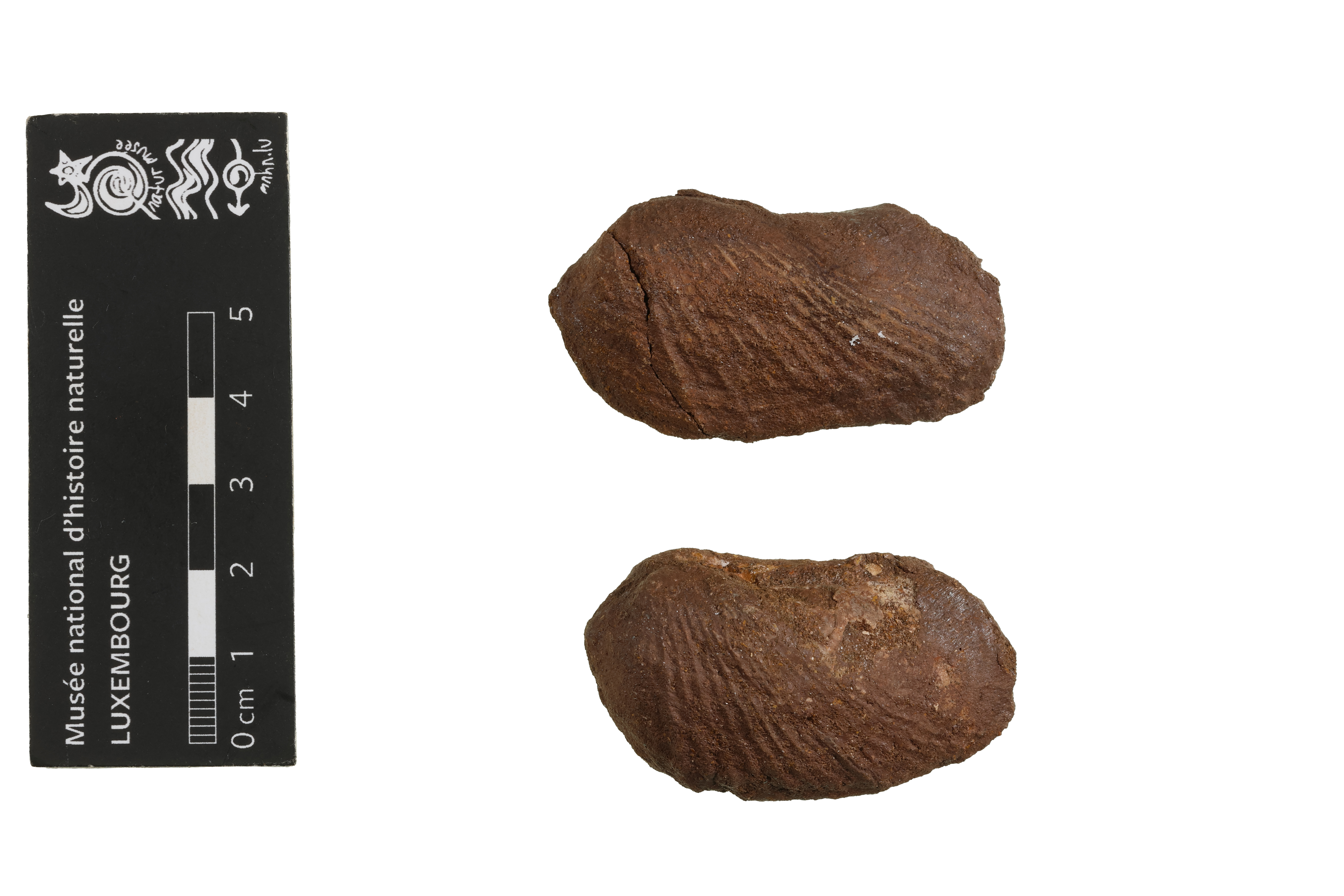 Pholadomya (Pholadomya)