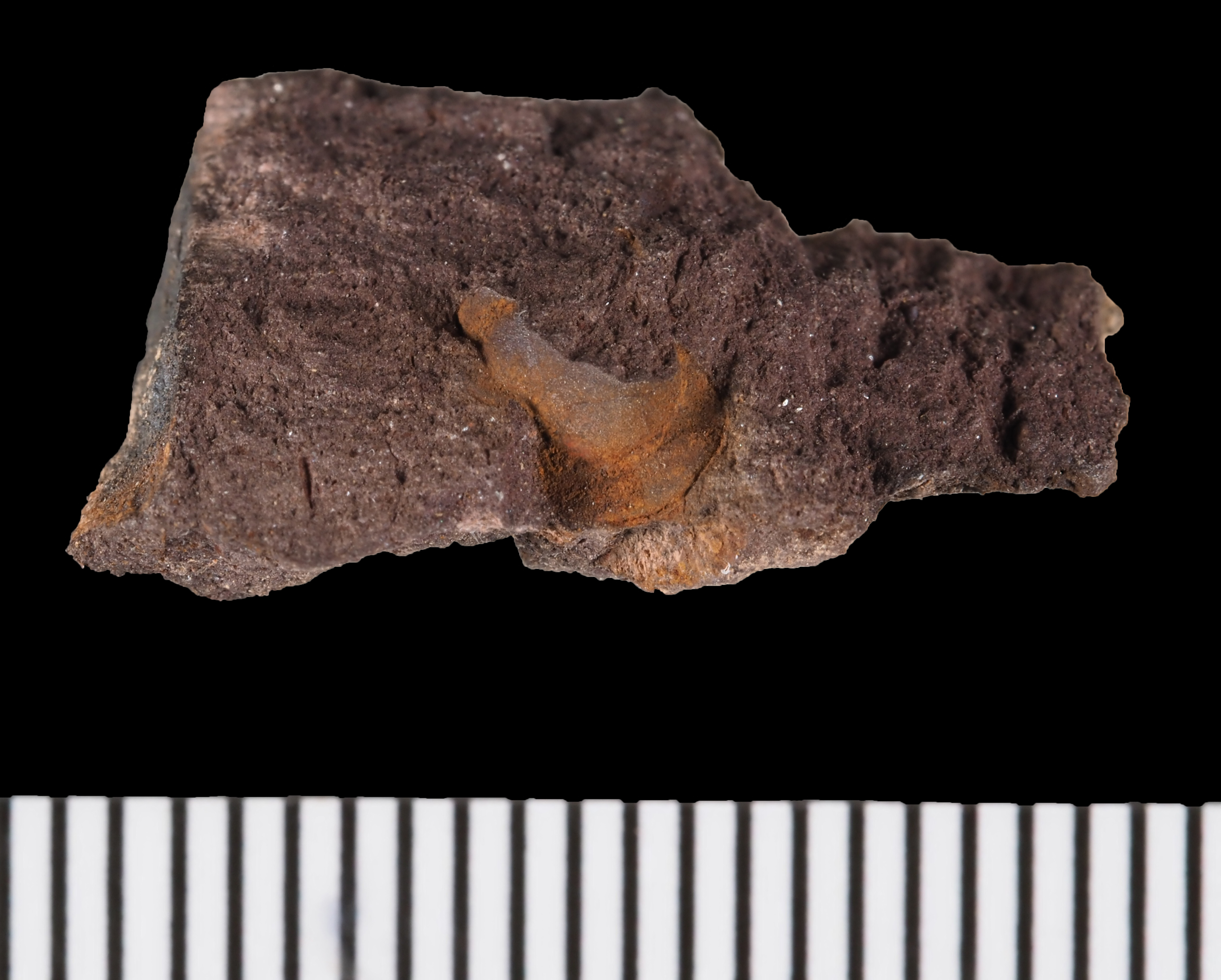 Paralepidoproetus chouberti
