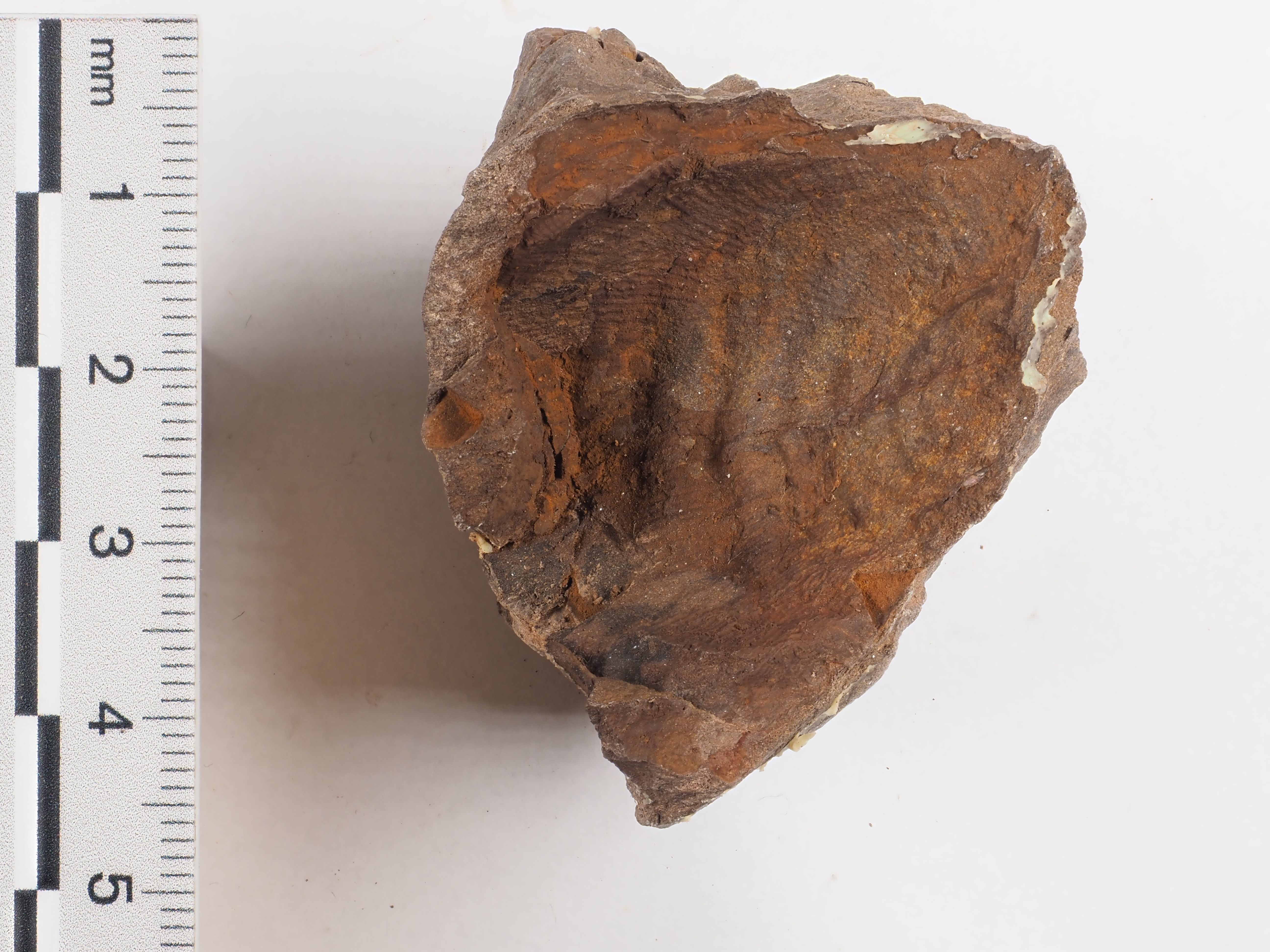 Leptaenopyxis