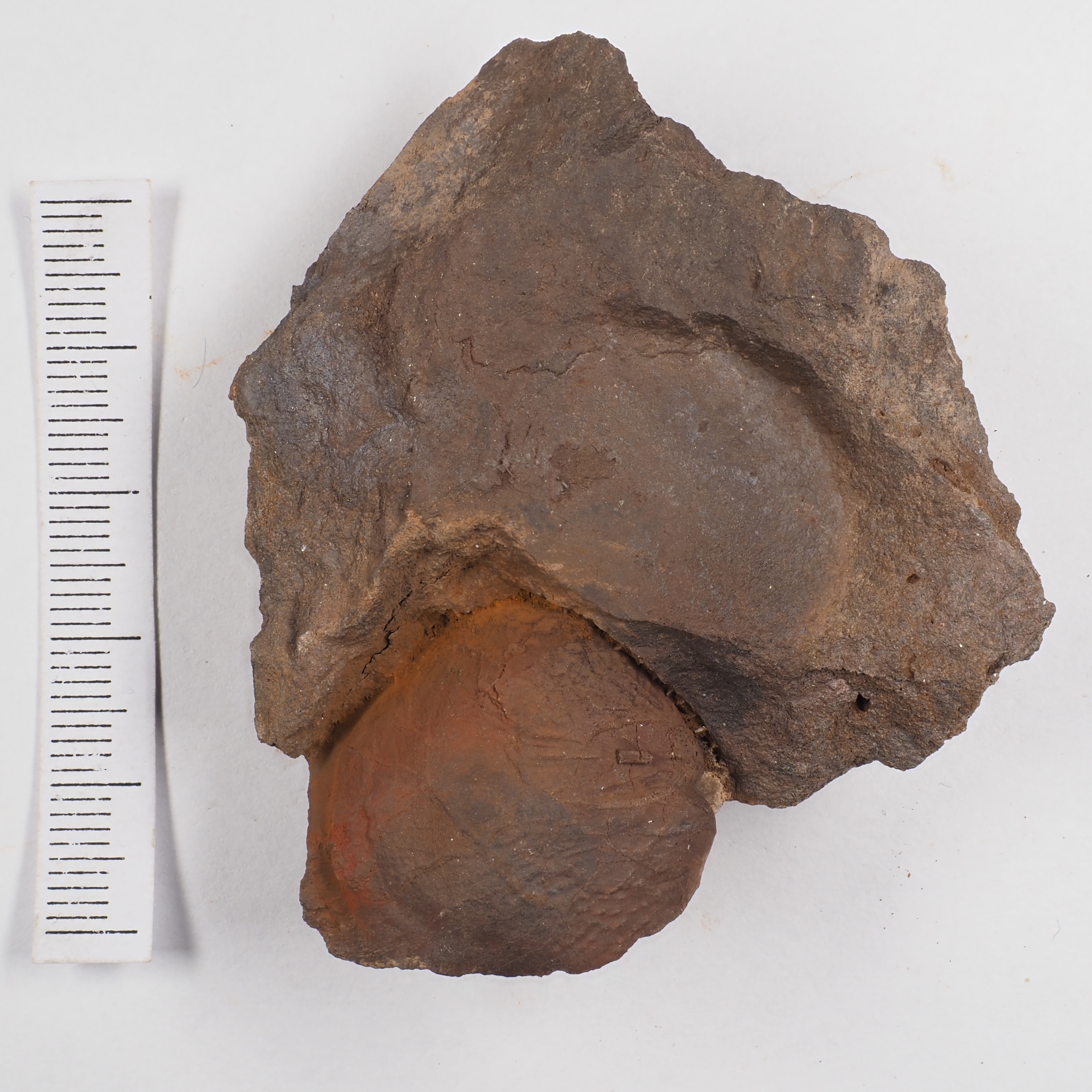 Atrypa (Atrypa) lorana
