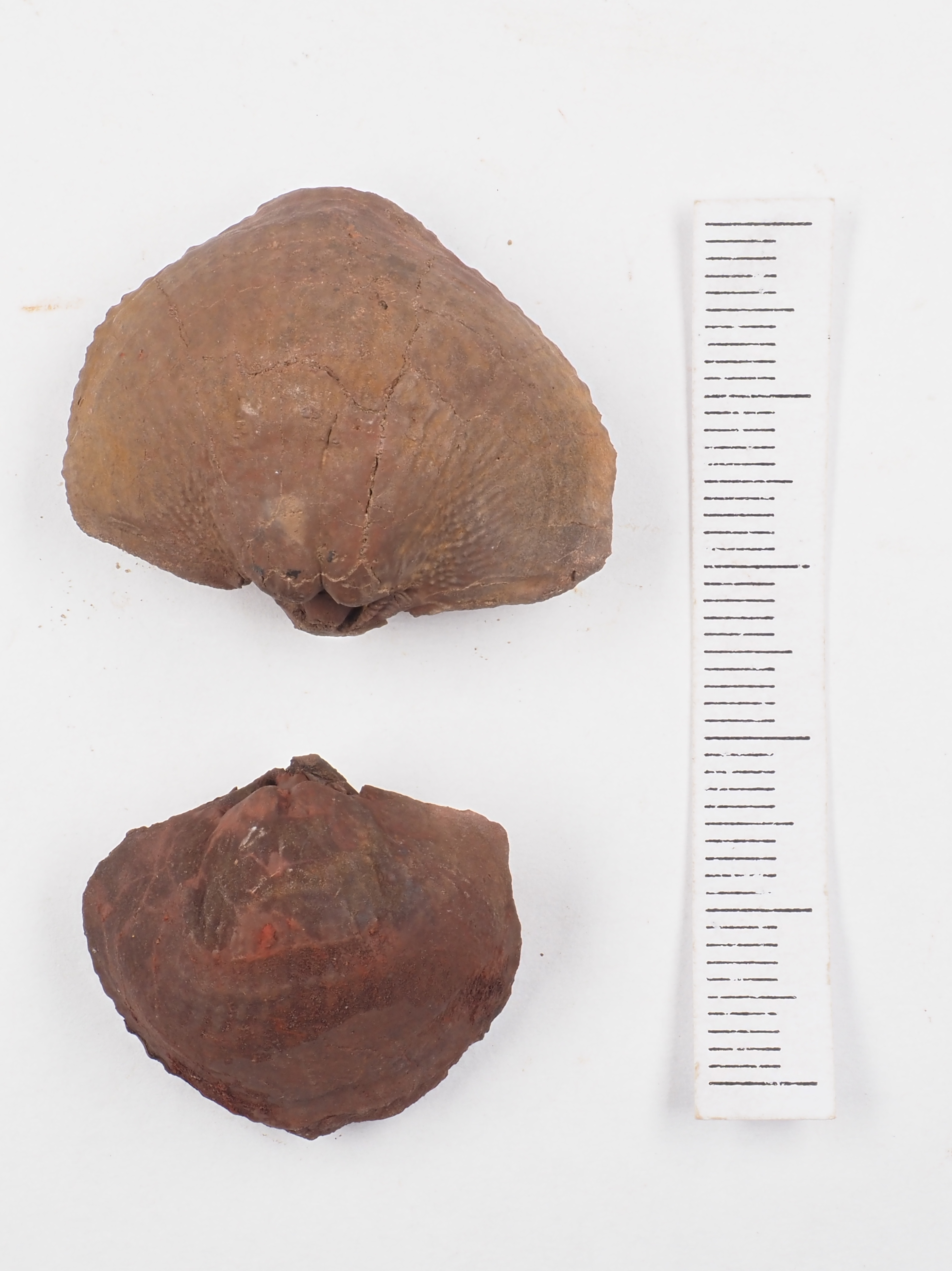 Leptaena rhomboidalis