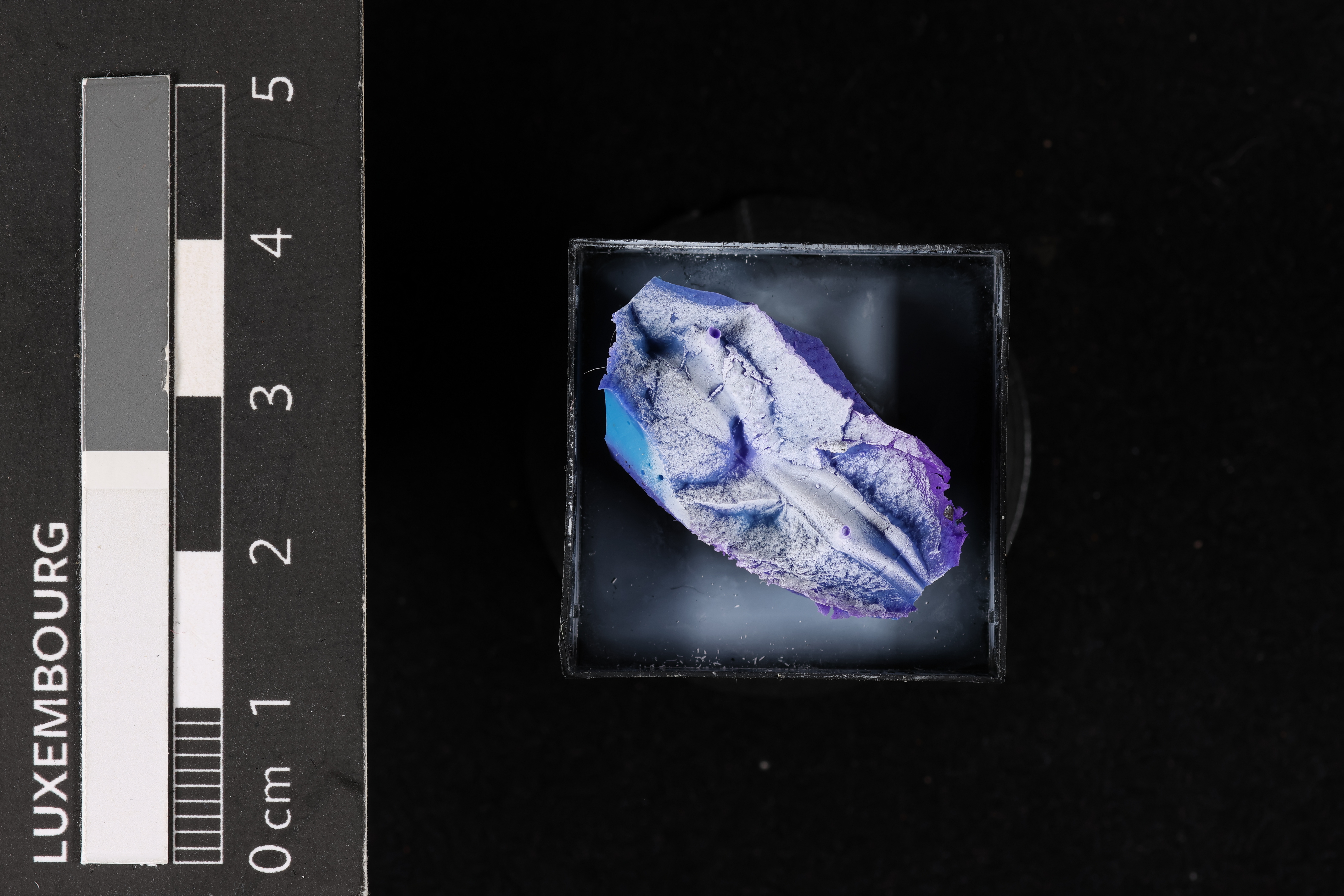 Pilletina oeslingiana Basse & Franke, 2006, a relative of Meitanillaenus — not Meitanillaenus itself