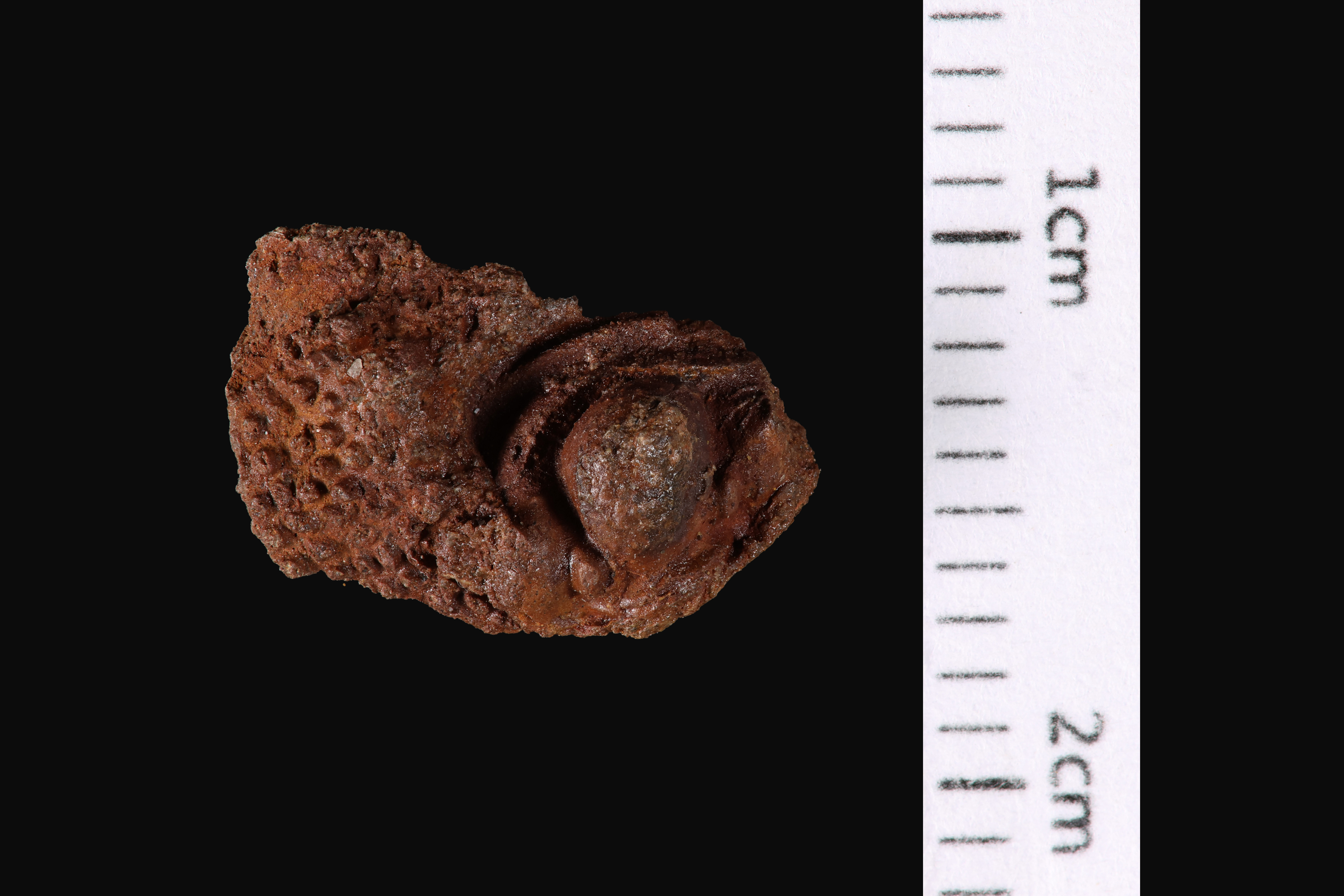 Cyphaspis barrandei
