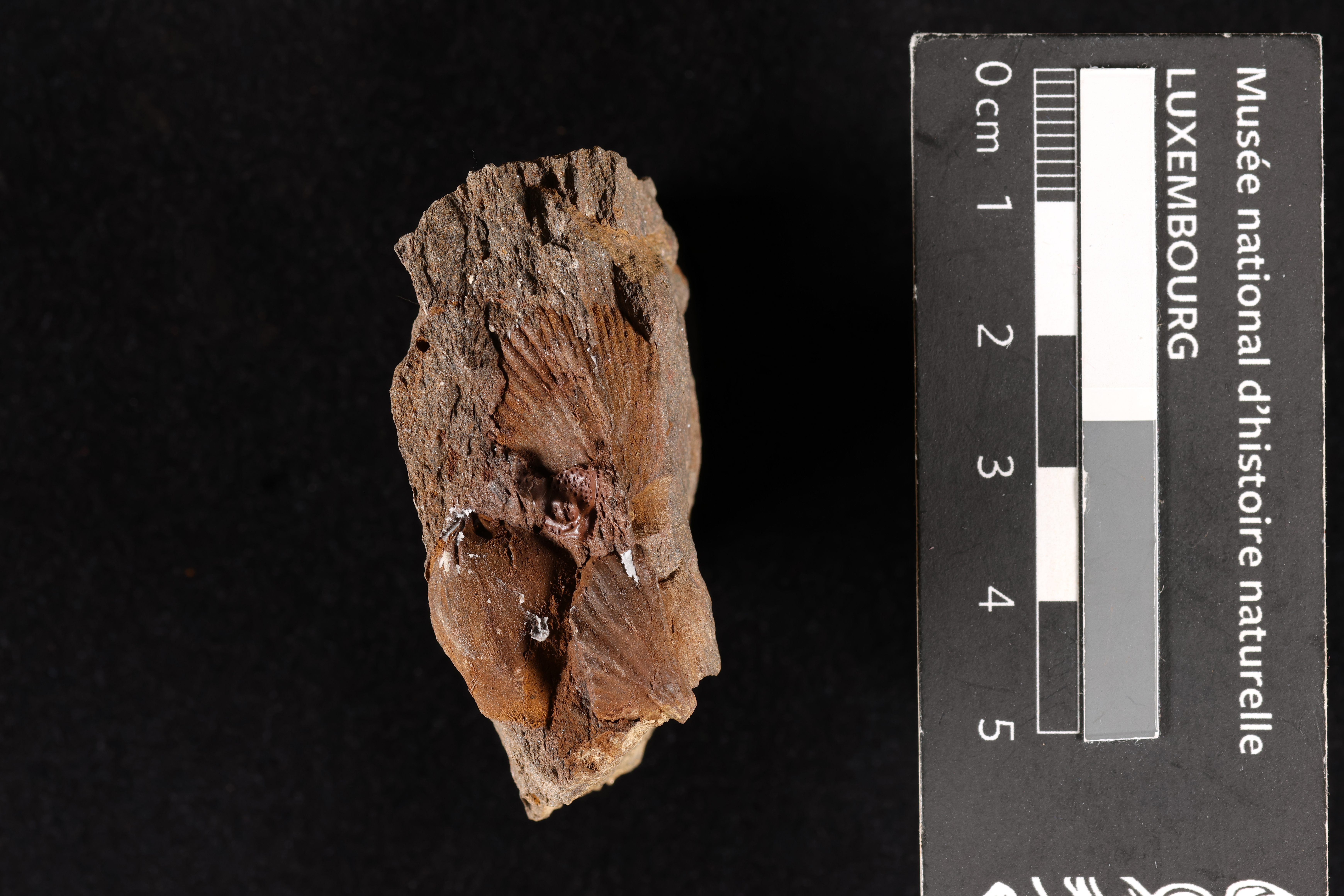 Leonaspis hoernesii