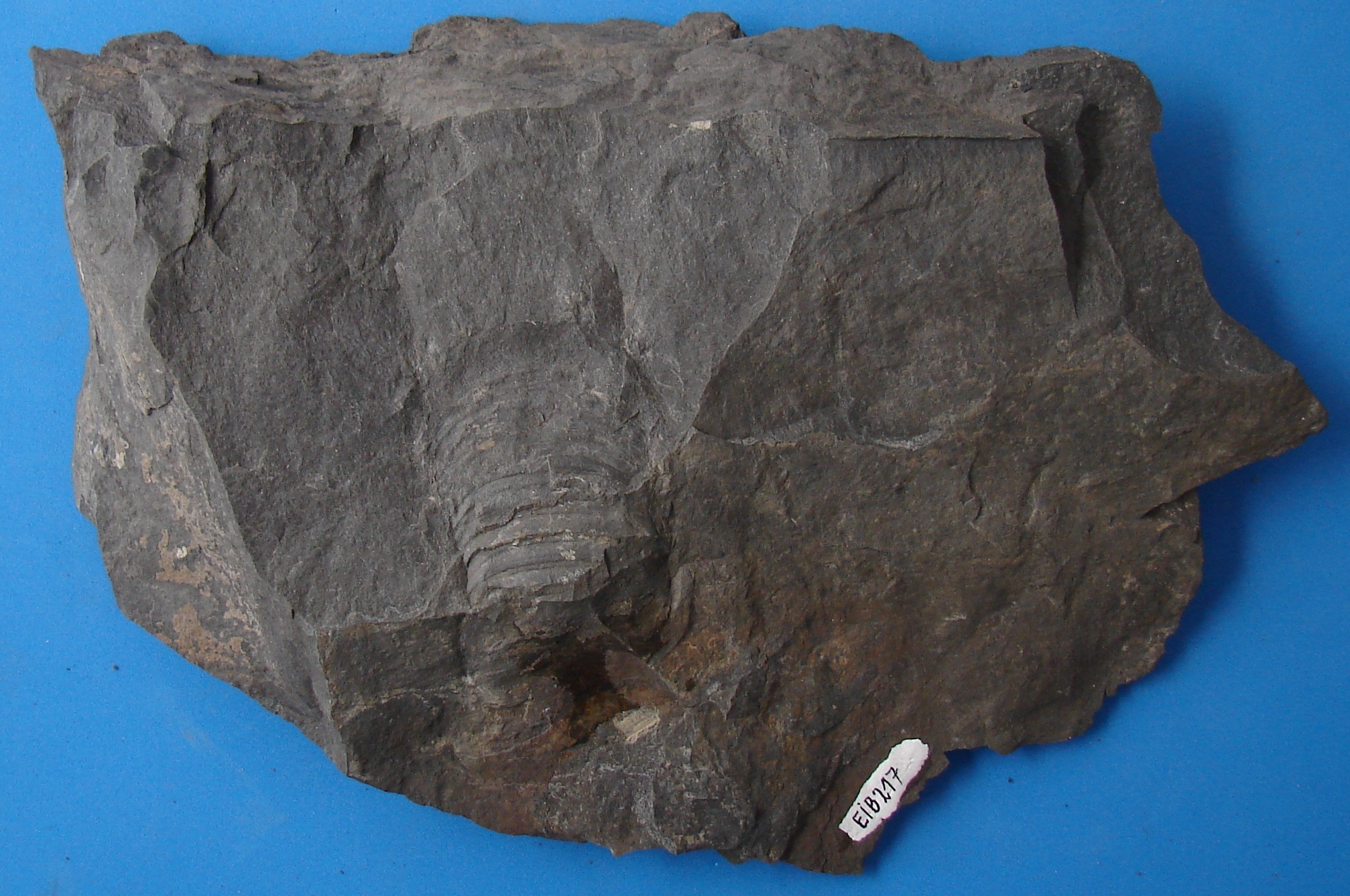 Modiolopsis teplofi