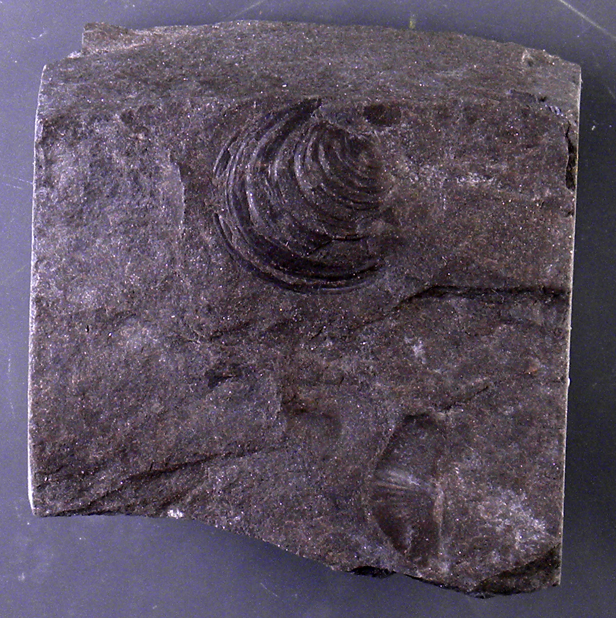 Paracyclas occidentalis