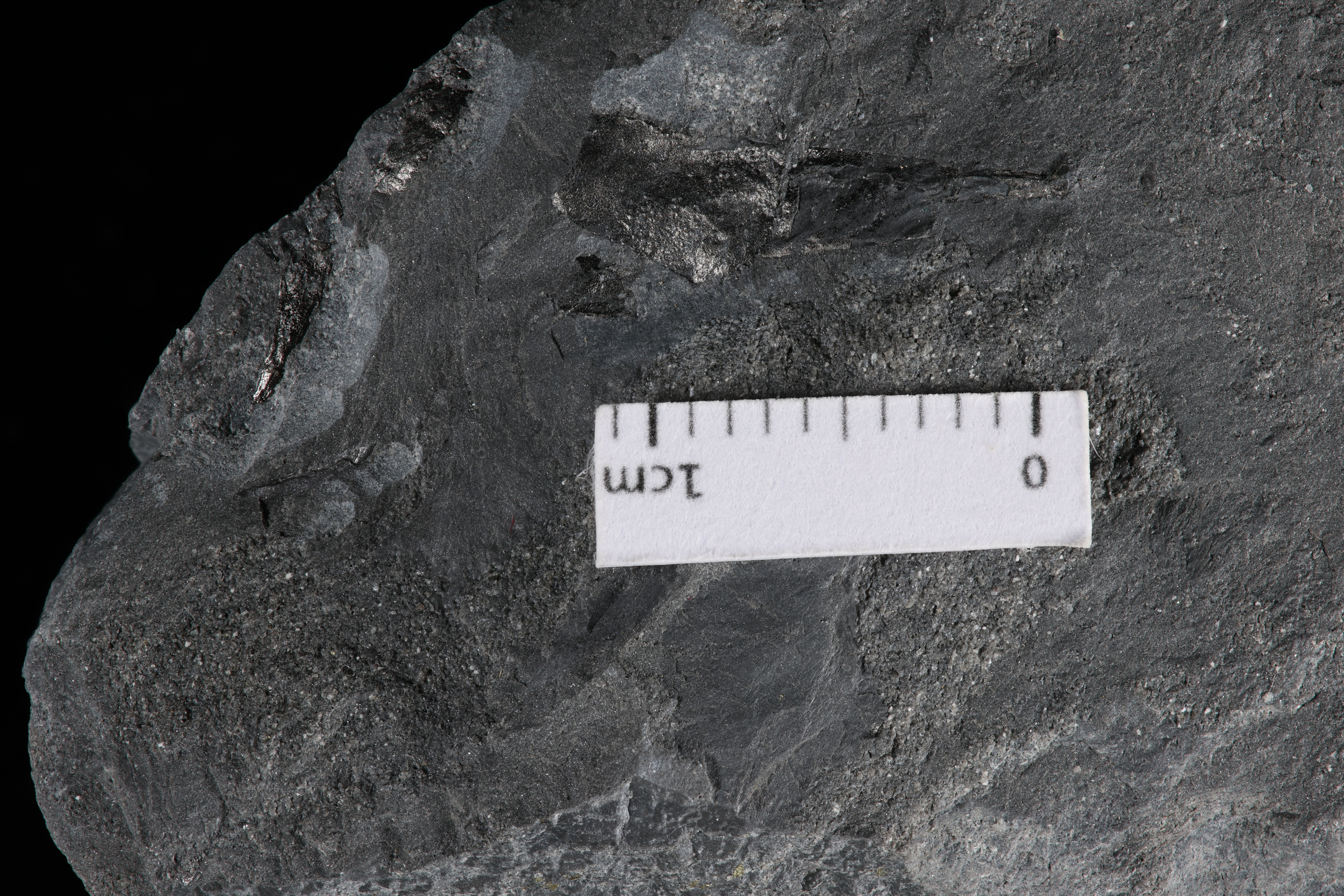 Parahughmilleria longa