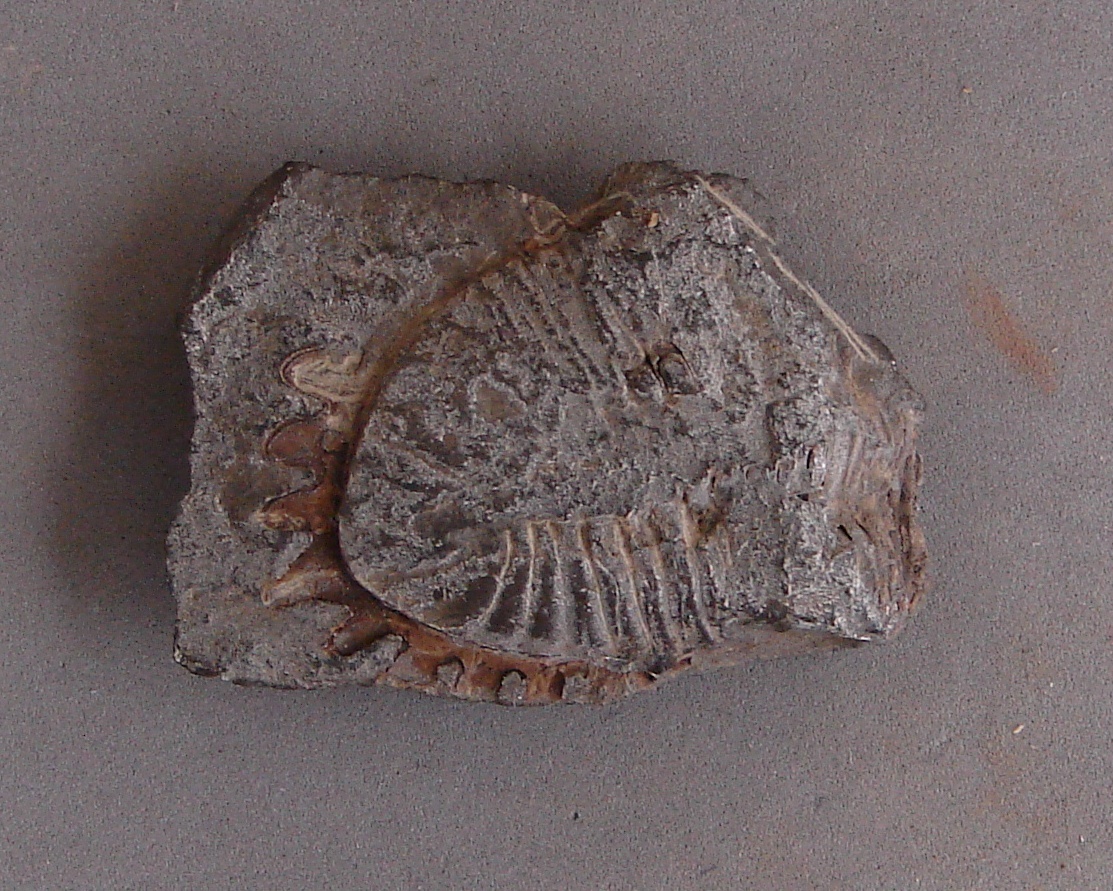 Odontochile Gistel, 1850, a relative of Odontochile hausmanni — not Odontochile hausmanni itself