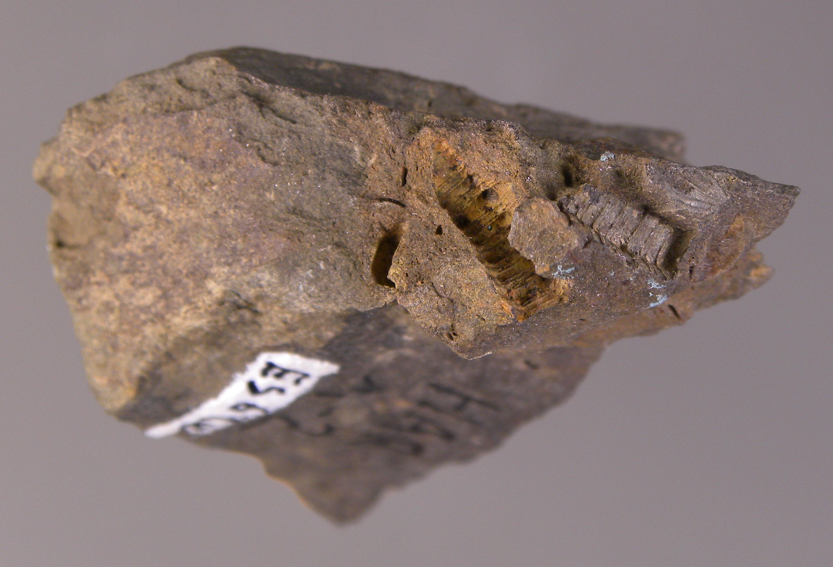 Anthinocrinus