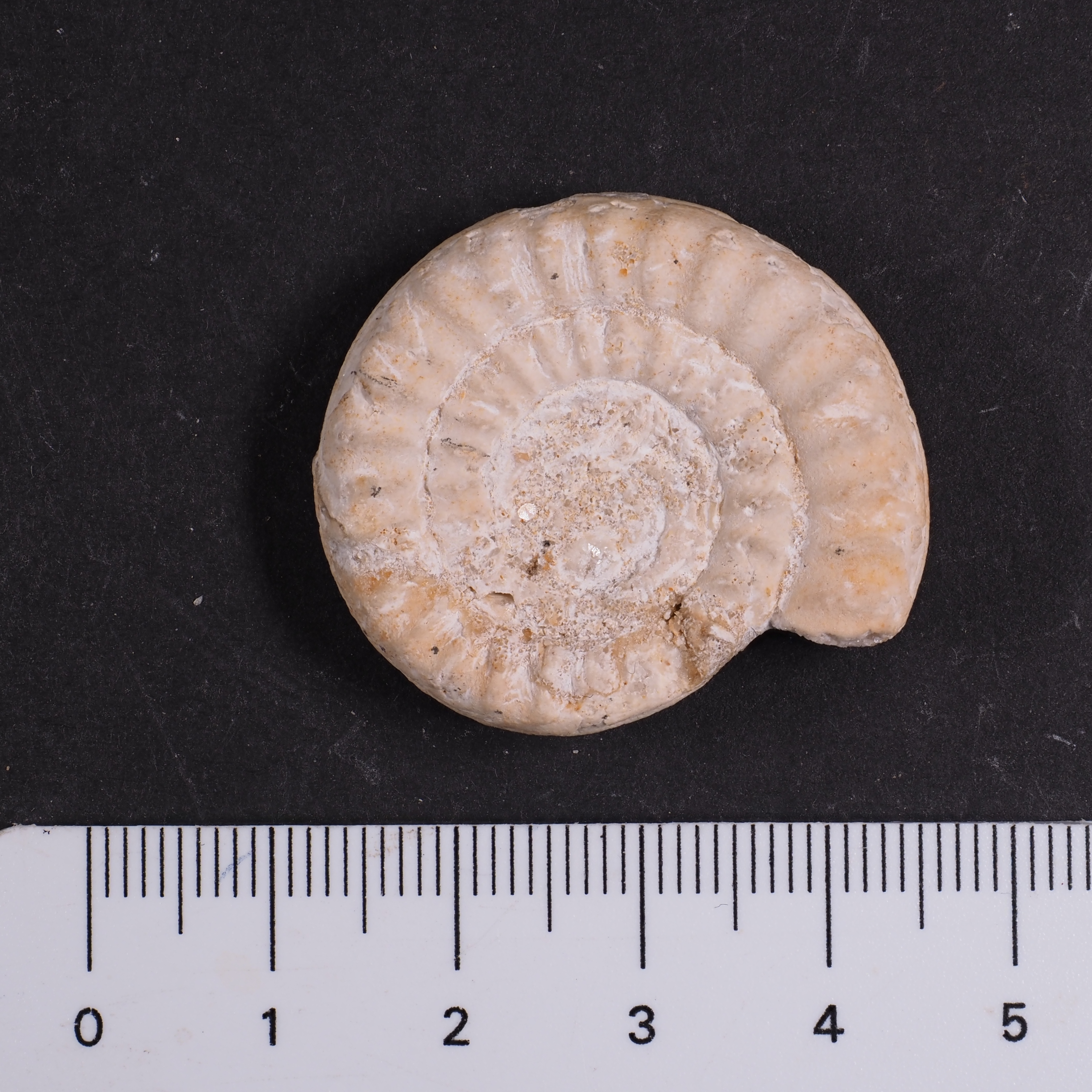 Schreinbachites praecursor
