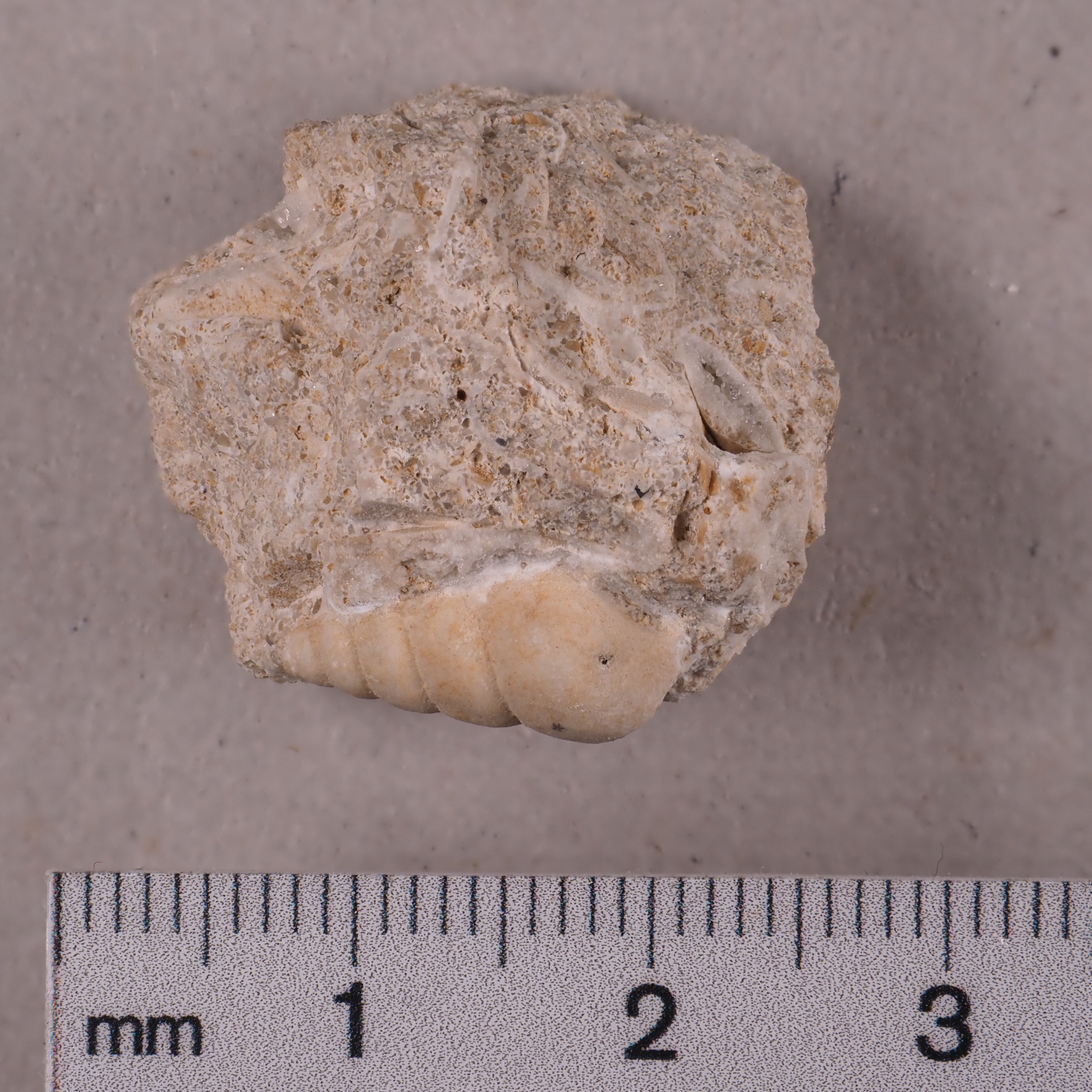 Coelostylina paludinare (Terquem, 1855), a relative of Coelostylinidae — not Coelostylinidae itself