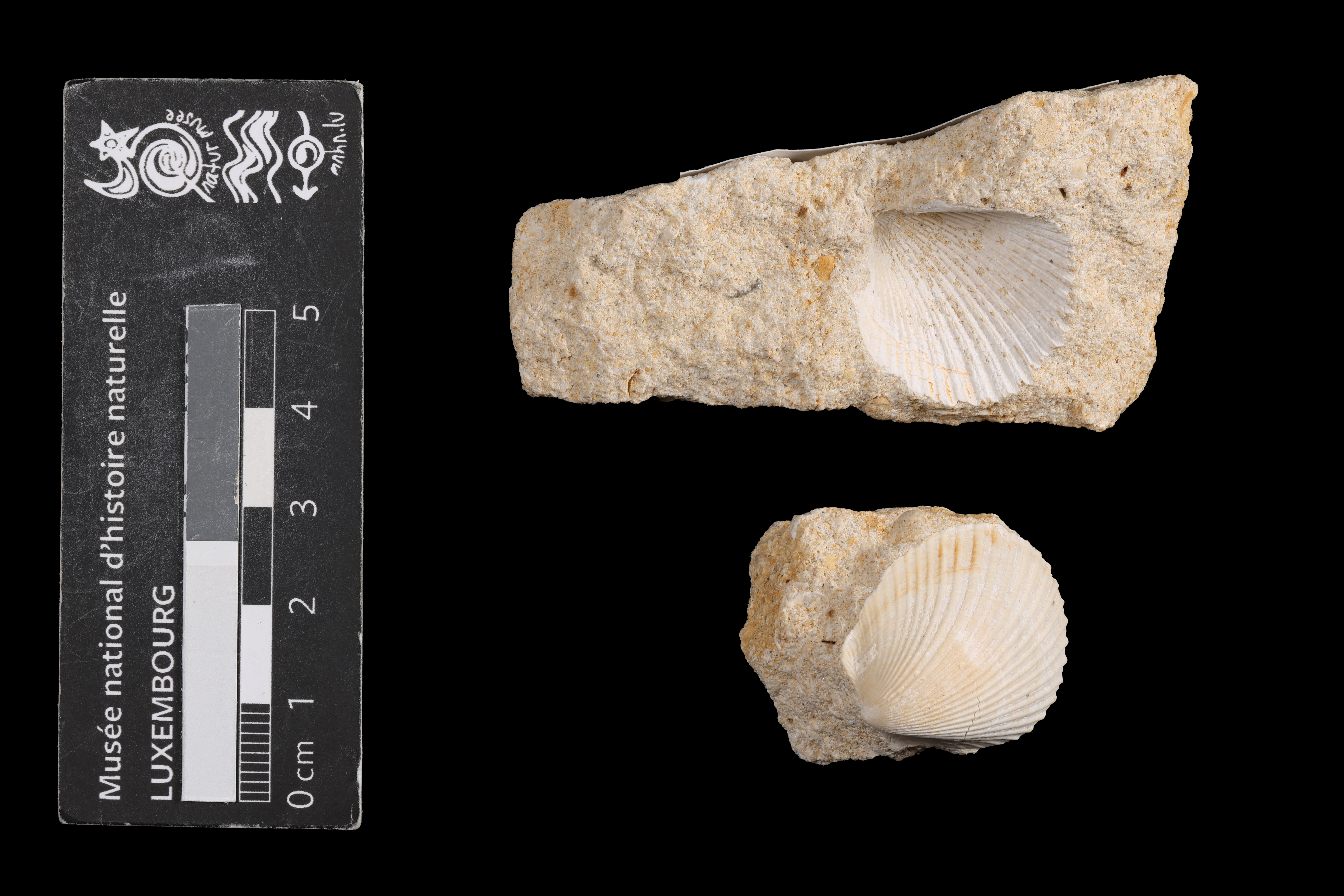 Pseudolimea