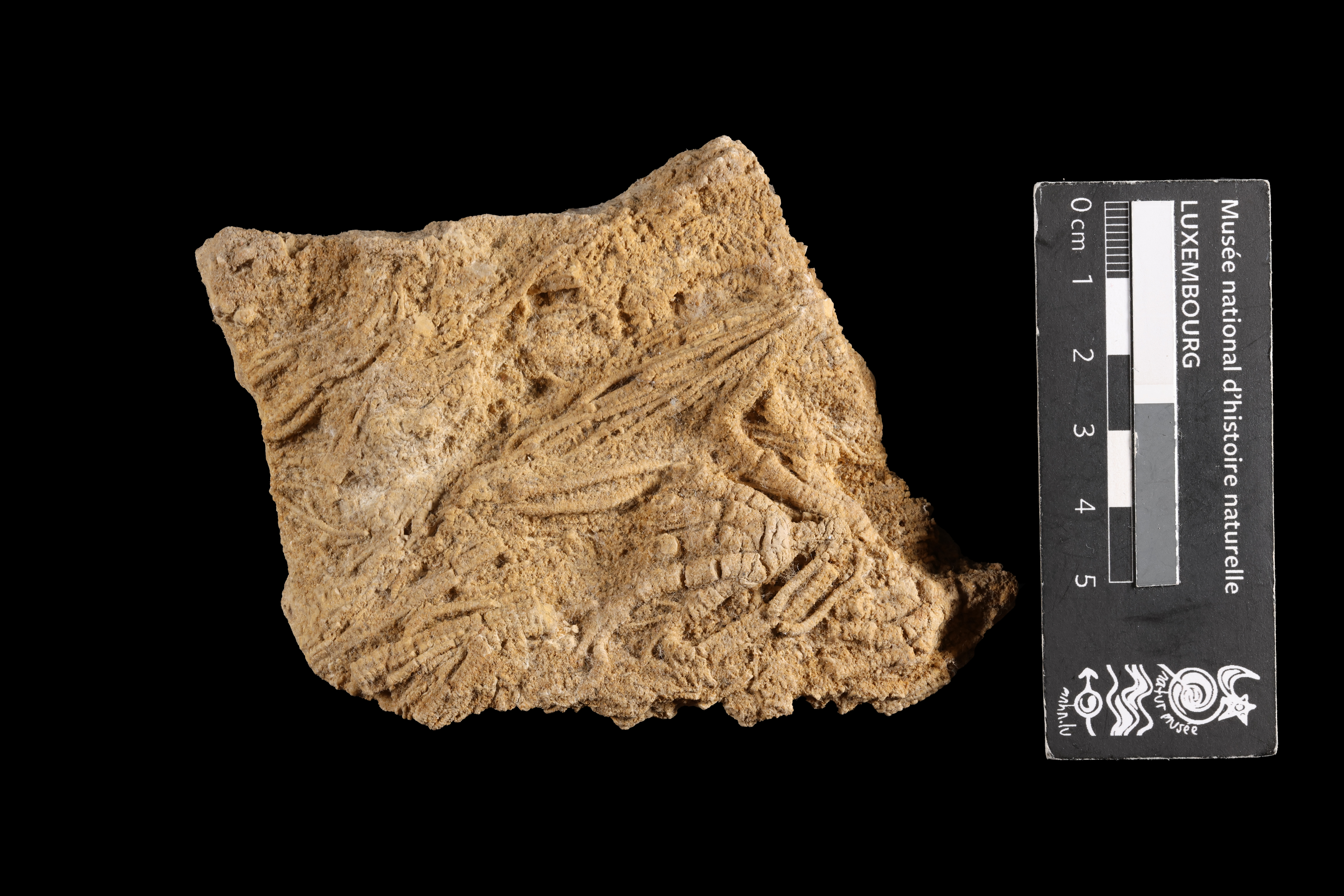 Chladocrinus Agassiz, 1836, a relative of Chladocrinus — not Chladocrinus itself