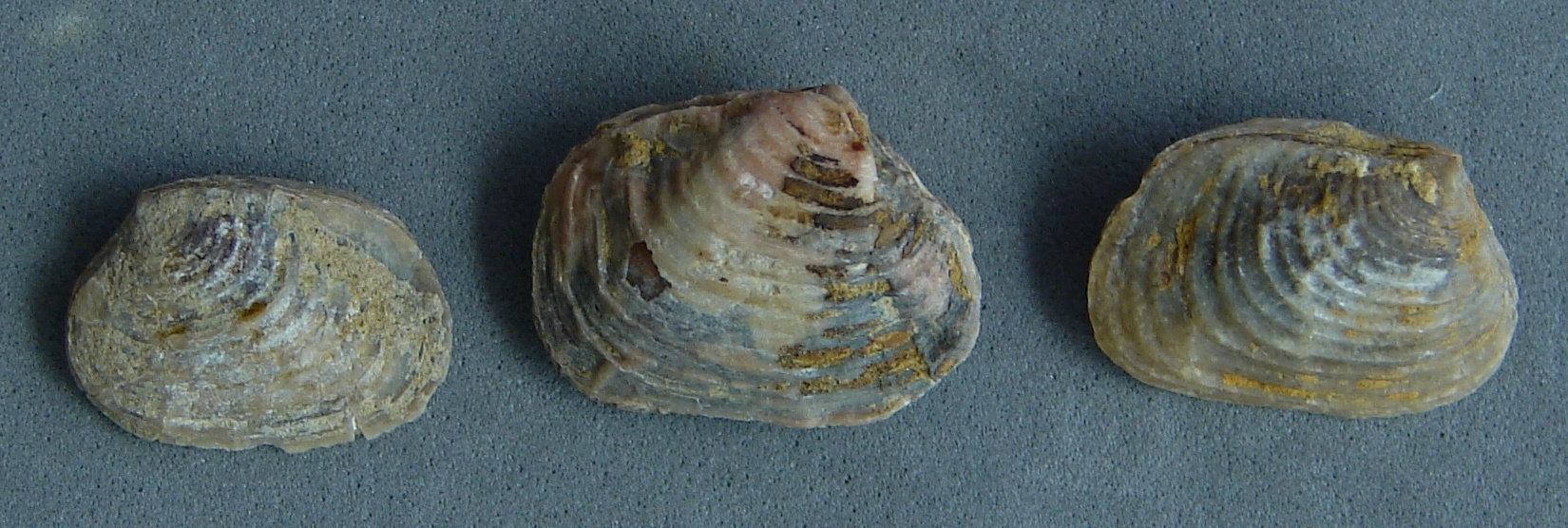 Astarte consobrina