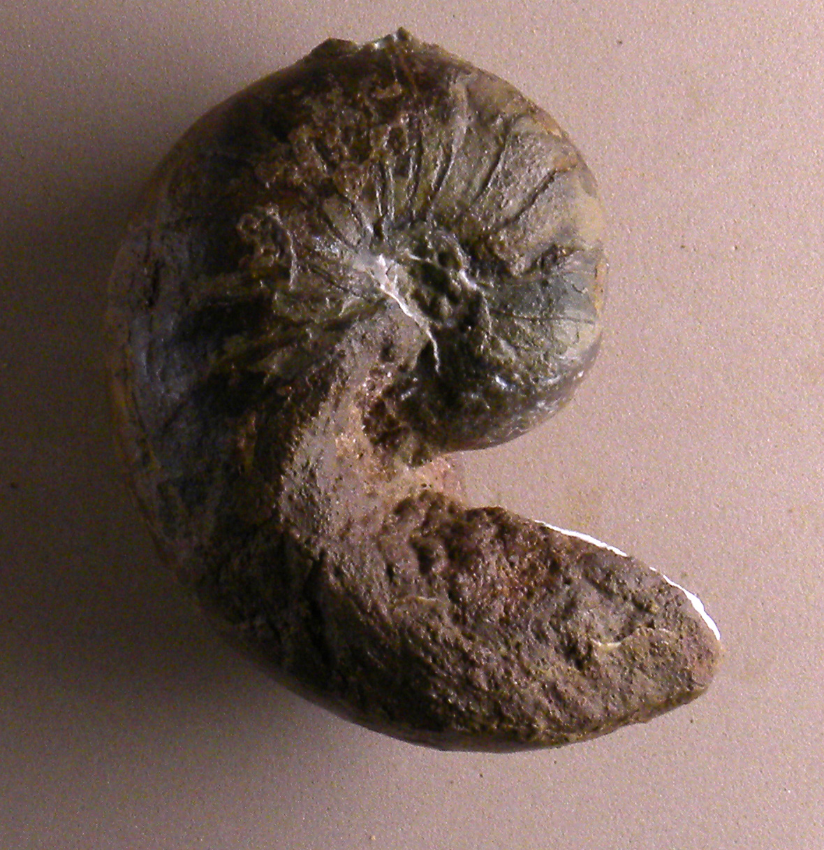 Ophionautilus catonis